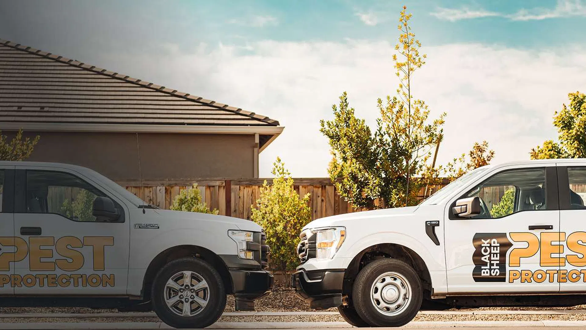 Two Black Sheep Pest Protection trucks facing each other in a sunny suburban setting with trees and houses.