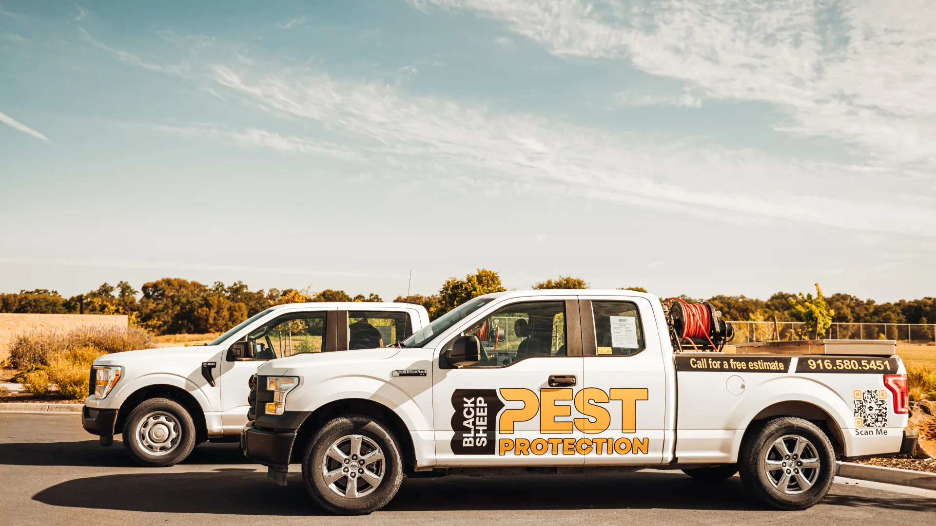 Two white pickup trucks with Black Sheep Pest Protection branding parked under a blue sky.