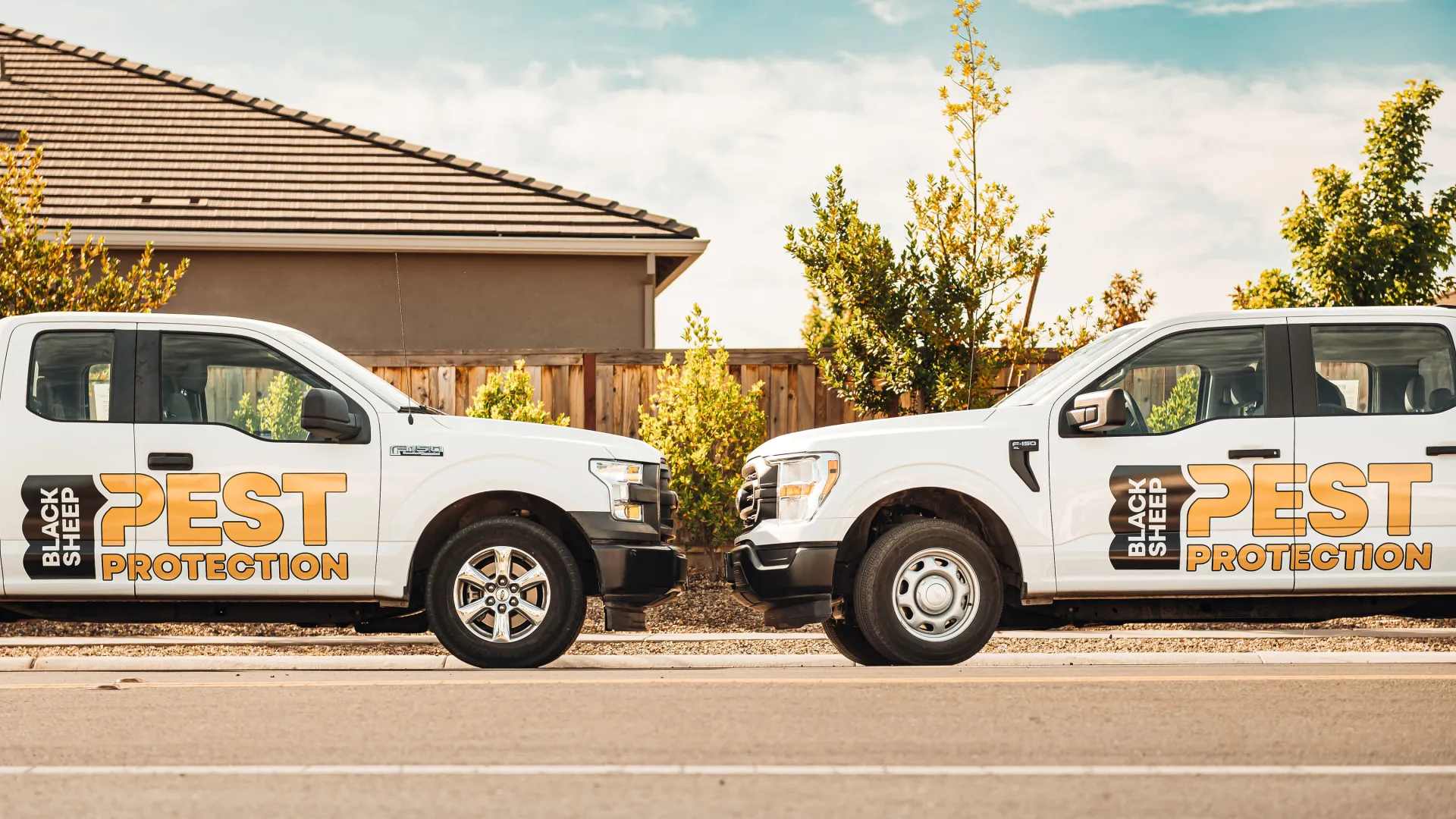 Two white pest control trucks with Black Sheep Pest Protection logos parked facing each other on a sunny suburban street.