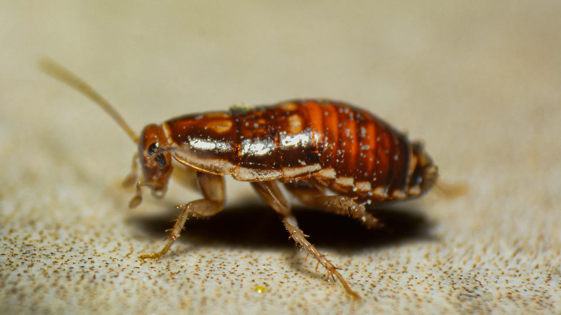 Close-up of a small brown cockroach on a textured beige surface with detailed body and antenna visible.
