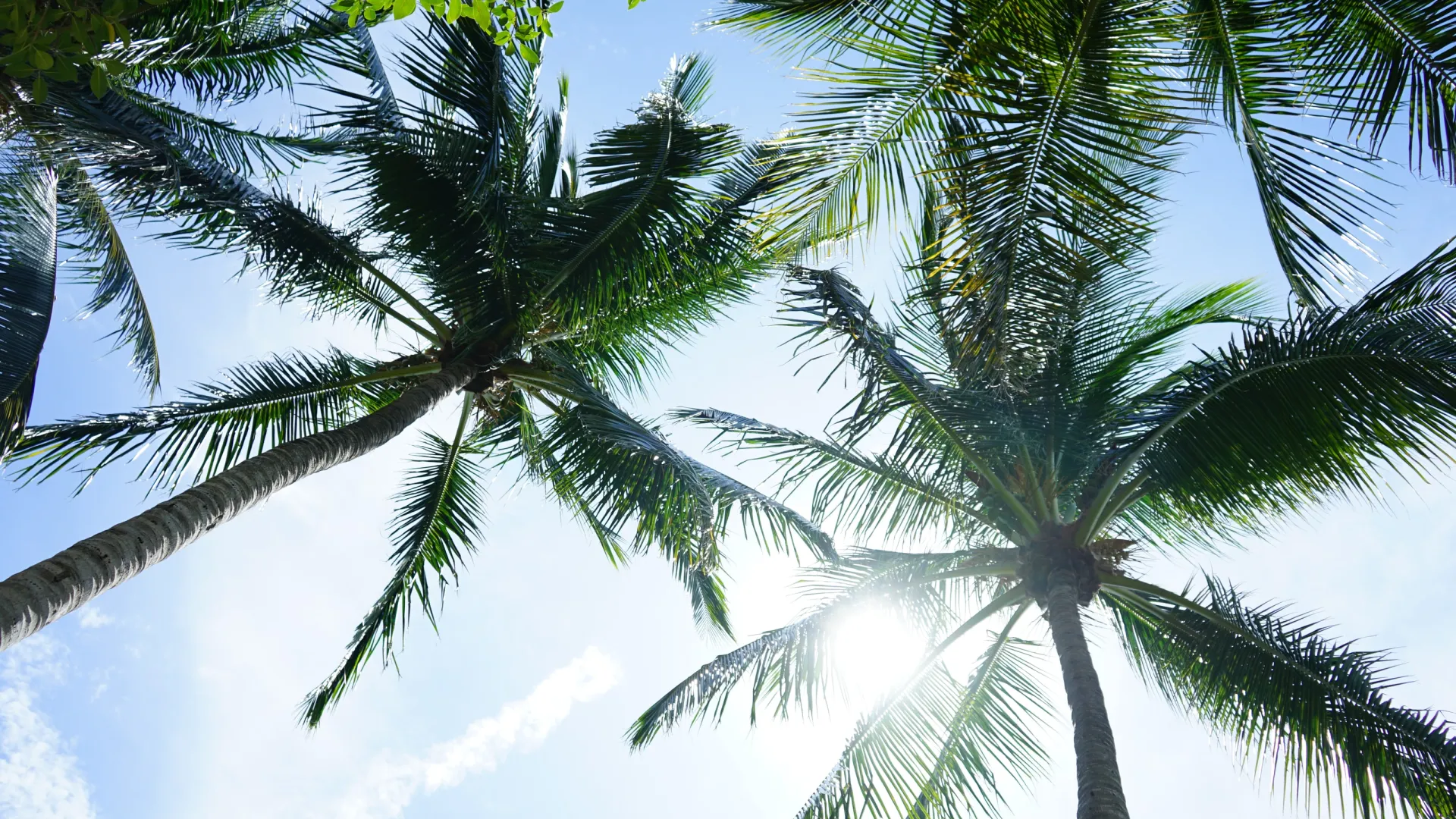 a group of palm trees next to a tree