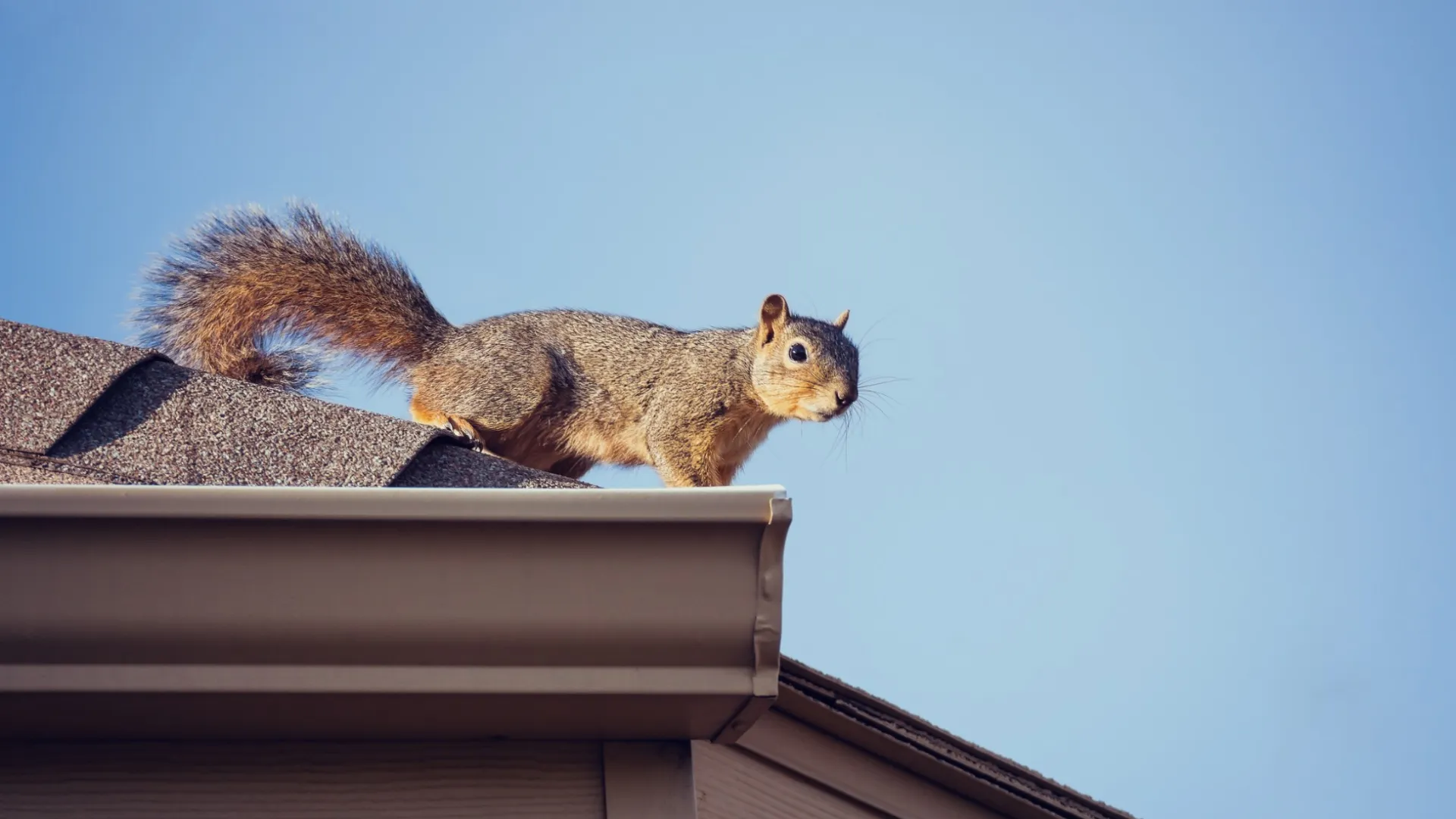 a squirrel on a roof