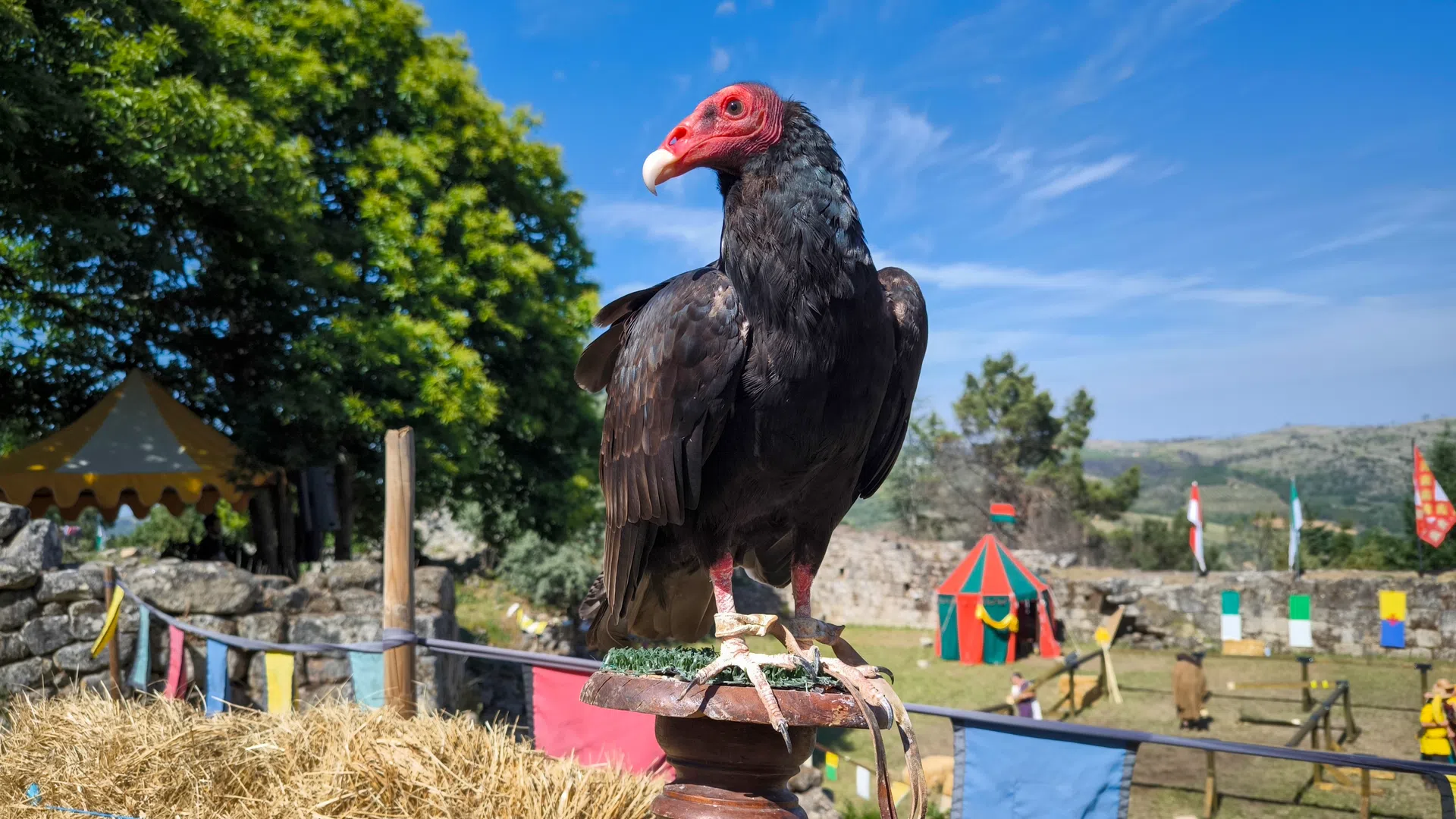 Turkey vulture perched on a stand in a colorful medieval fair setting with tents and flags under clear blue sky.