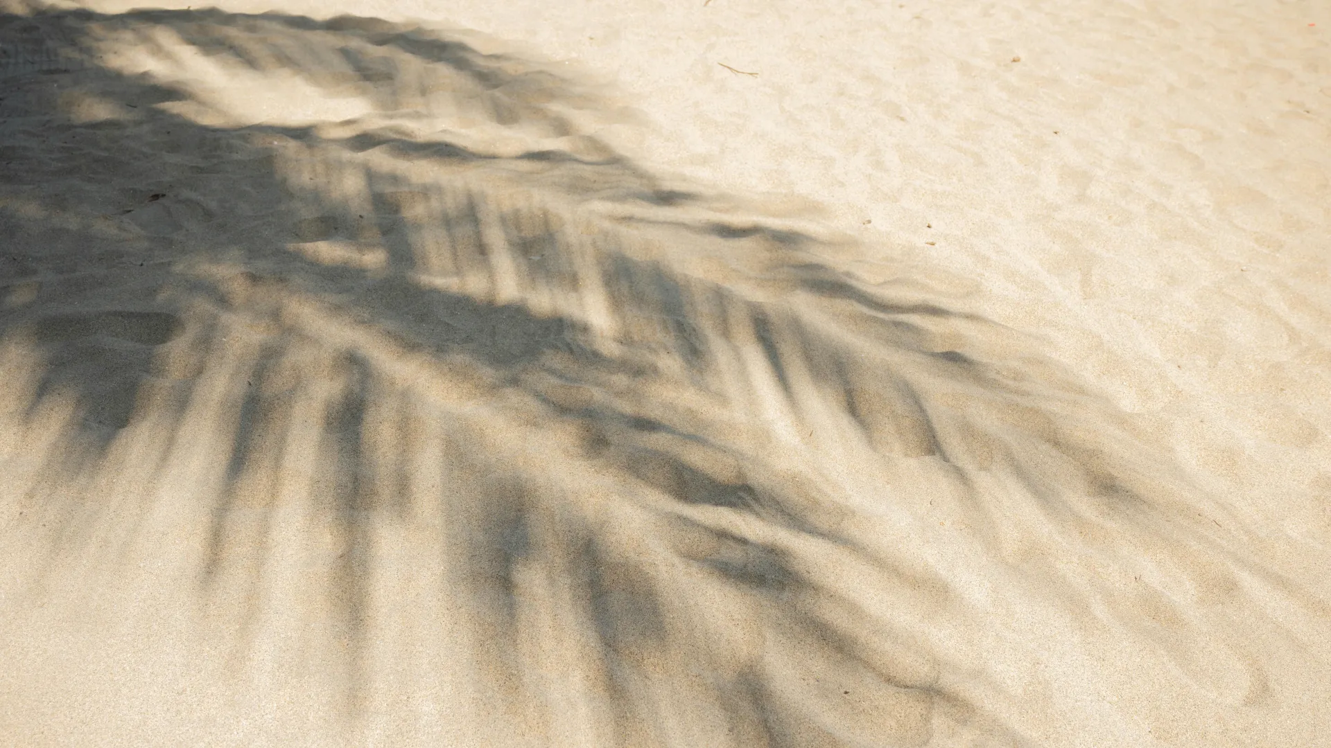 Shadow of palm leaves cast on smooth, sunlit sandy beach surface creating natural patterns.