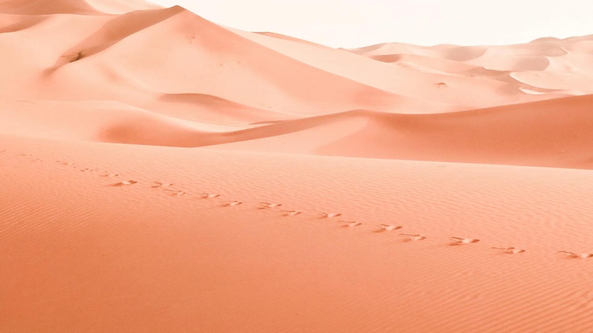 Expansive golden sand dunes with animal footprints under a bright sky in a vast desert landscape.