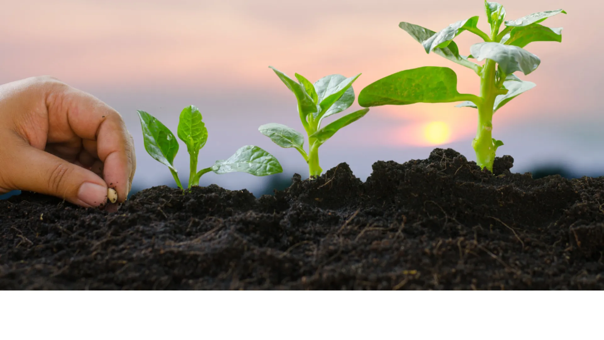 LunsPro leadership, cultivating leadership, growth, employee improvement