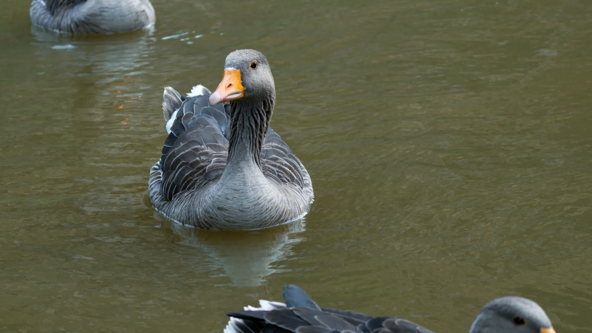 Group of gray geese swimming calmly on a greenish pond water surface in daylight.