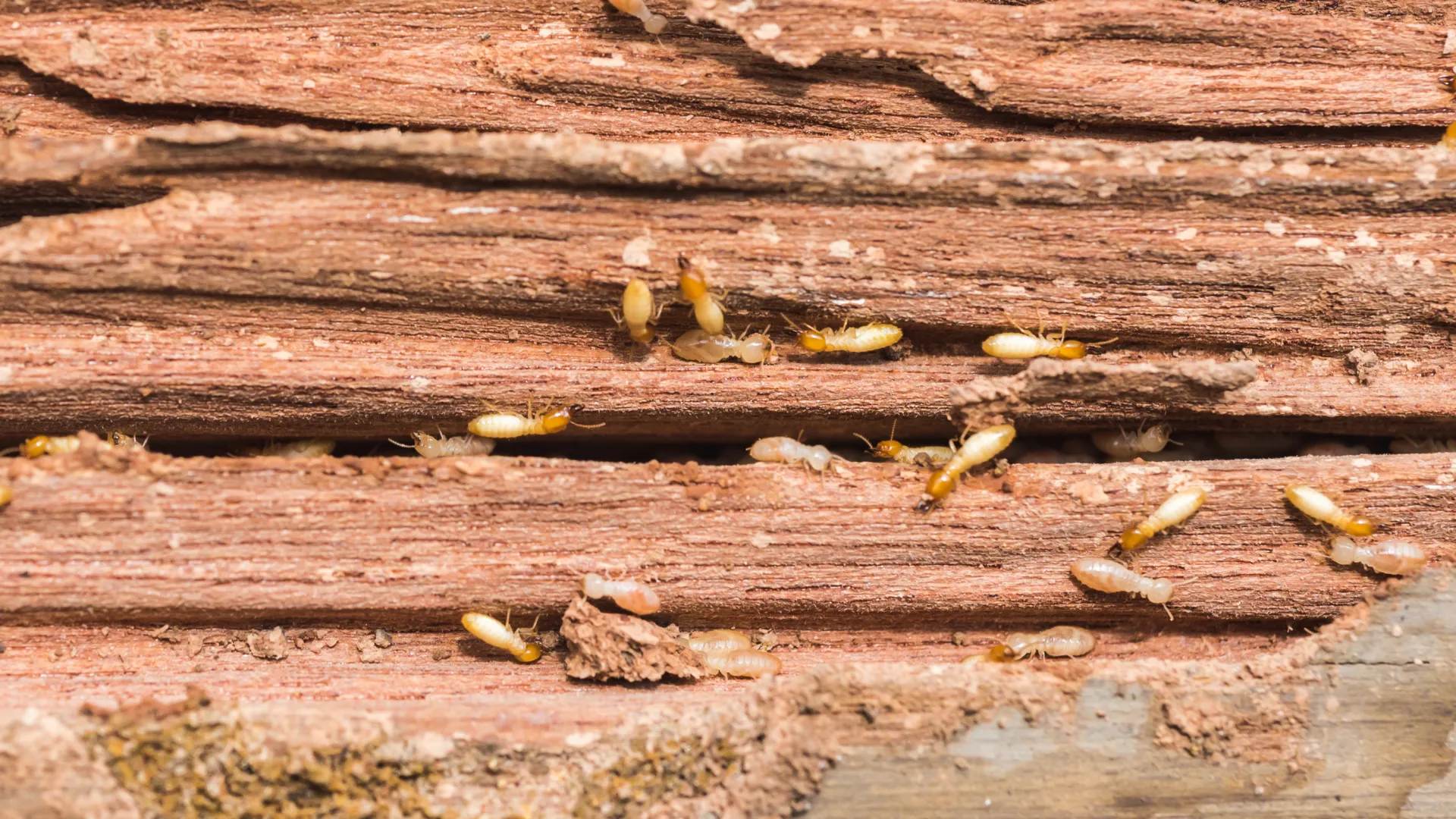 Termite, Pest and Rodent Evaluation, Wood Destroying Organisms, Termite Letter