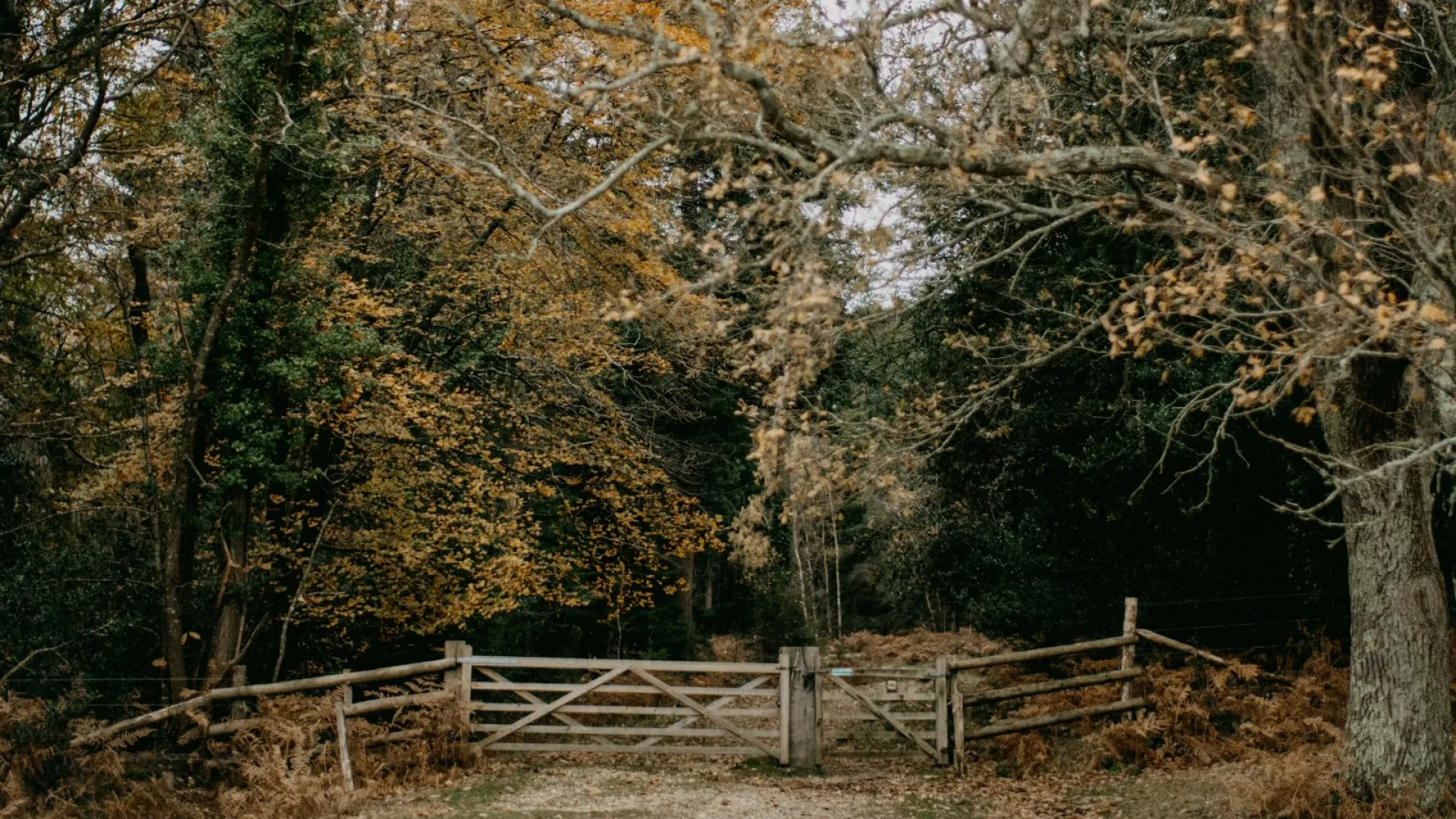 Wooden gate and fence surrounded by autumn trees with brown and green foliage in a forest setting