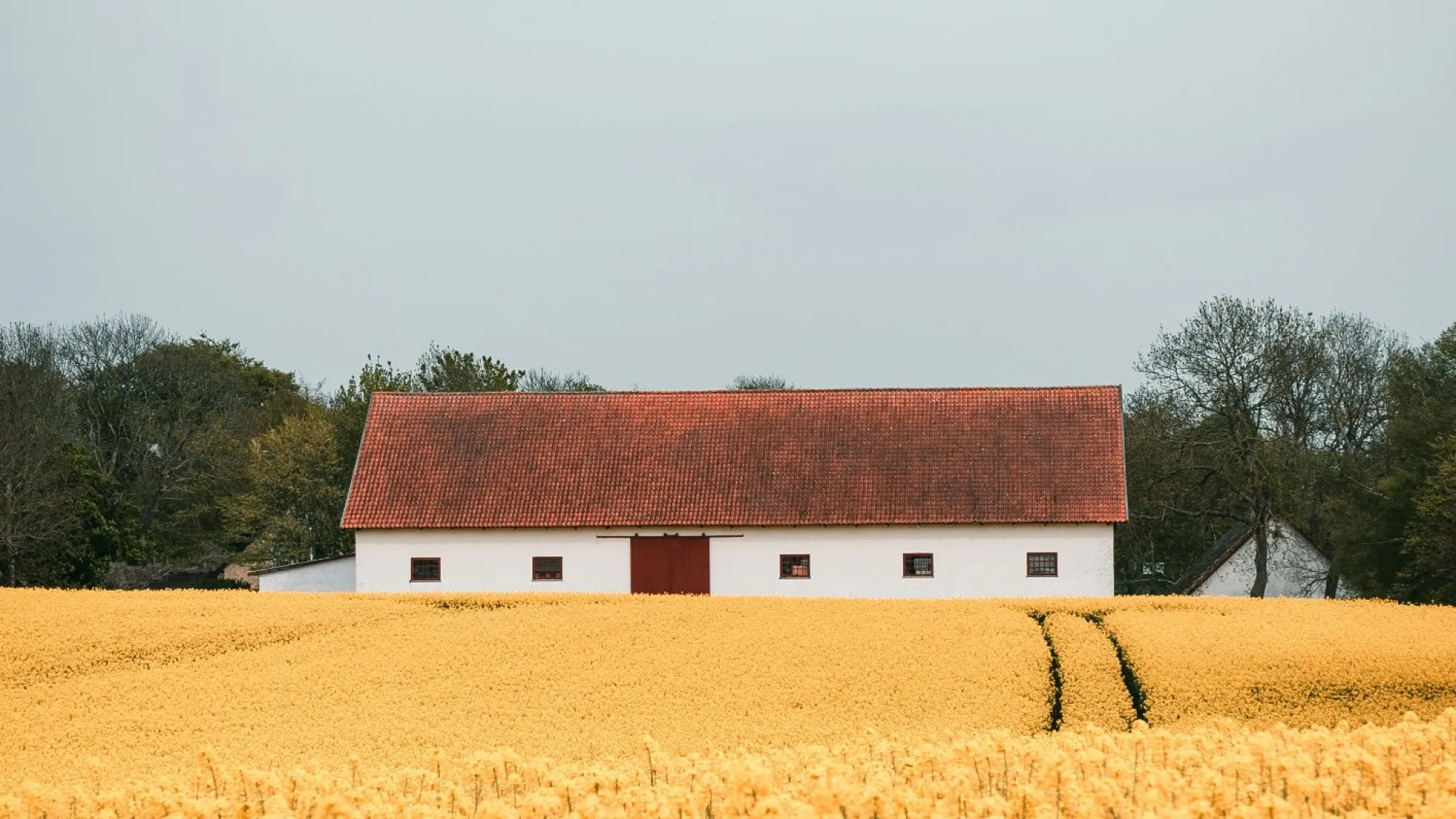 Yellow flowering field in front of a white barn with a red roof under a gray sky.