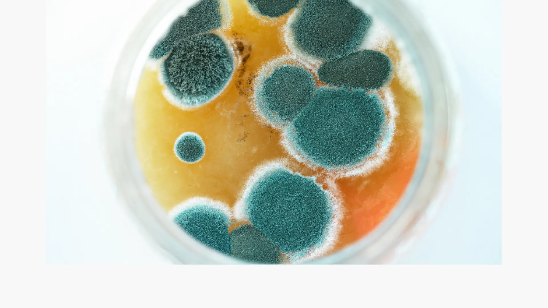 mold test, mold detection, mold readings, home inspector georgia, real estate inspector, home inspectors, professional home inspectors, property inspection, LunsPro