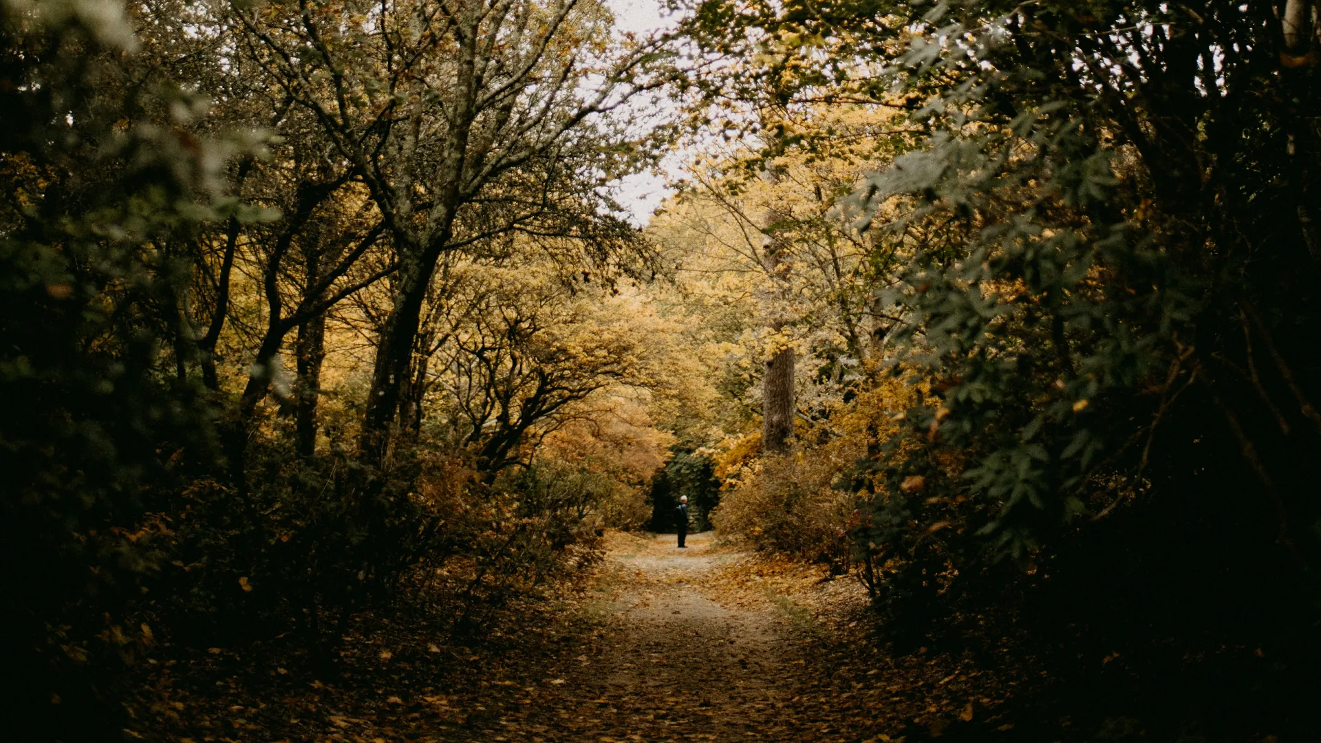 Path through a dense forest with autumn foliage in shades of orange, yellow, and green under a cloudy sky.
