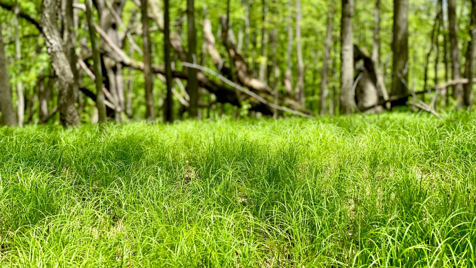 Lush green grass covering forest floor with tall trees and bright sunlight in the background