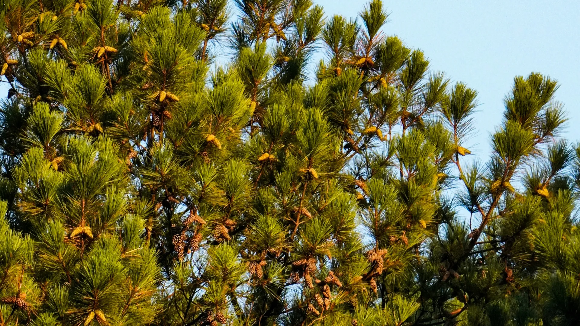 Home Inspectors in Southern Pines, NC, Moore, 27237 Home Inspections, Certified Home Inspectors, Residential and Commercial Home Inspections in Southern Pines, NC, Moore, 27237