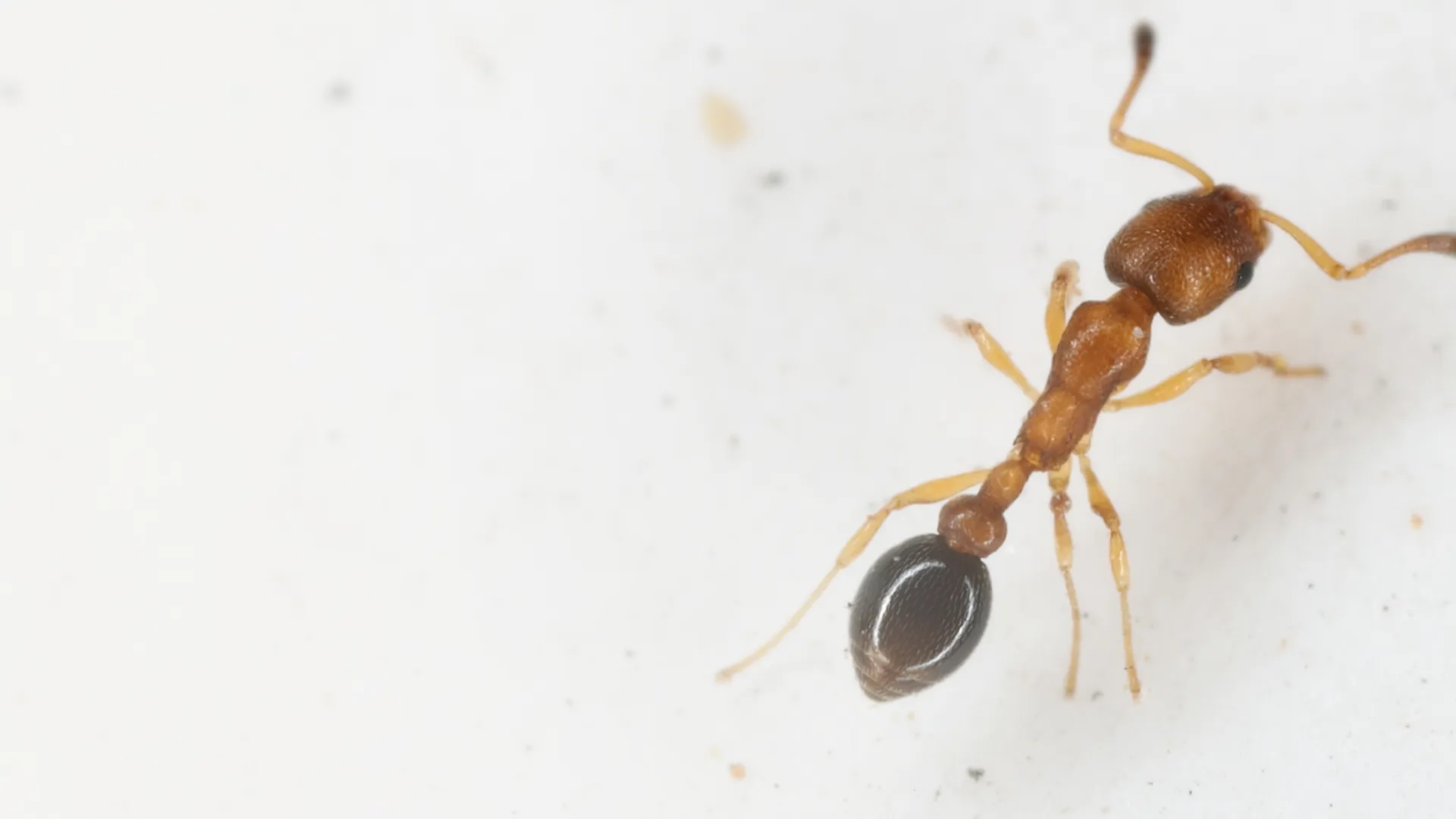 Ants | Mission Pest Control