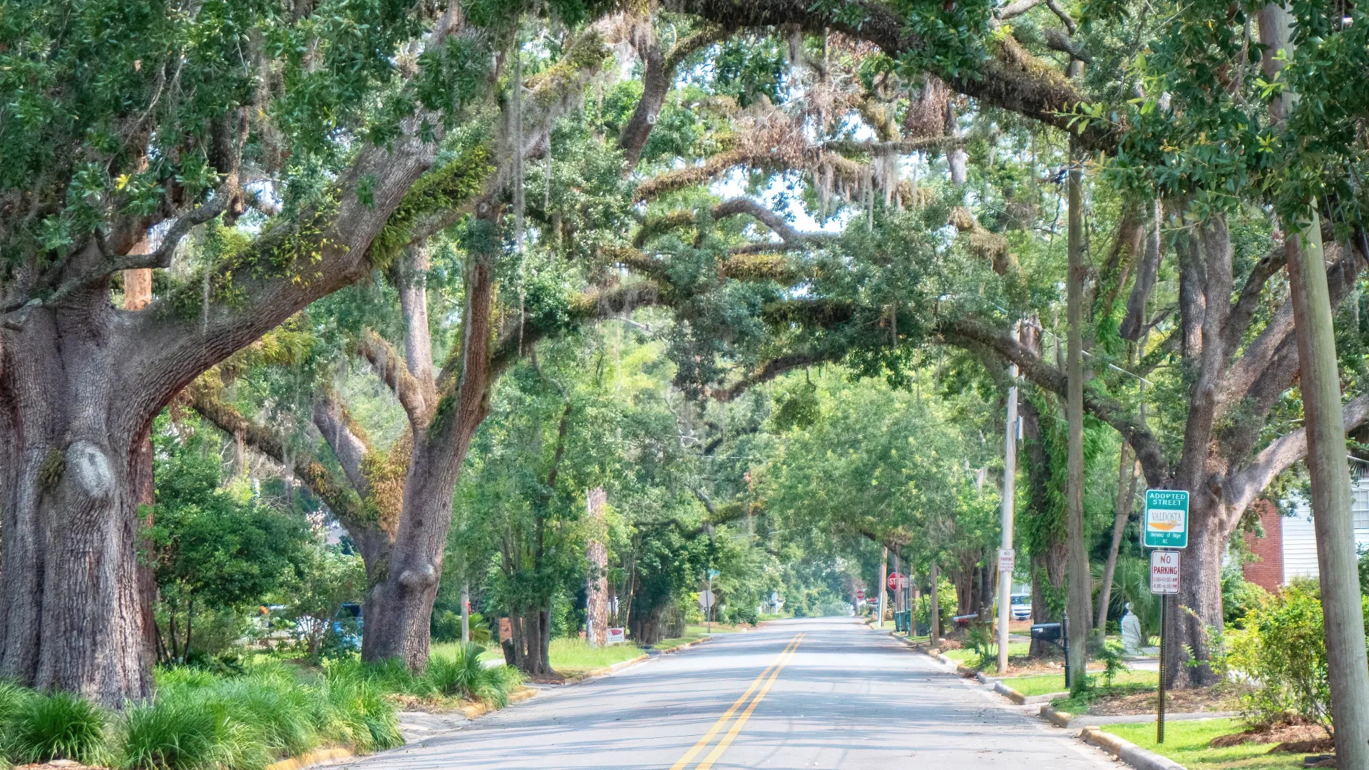 Trees lining a street in Valdosta Georgia near Meriwether & Tharp Divorce Law Firm Office.