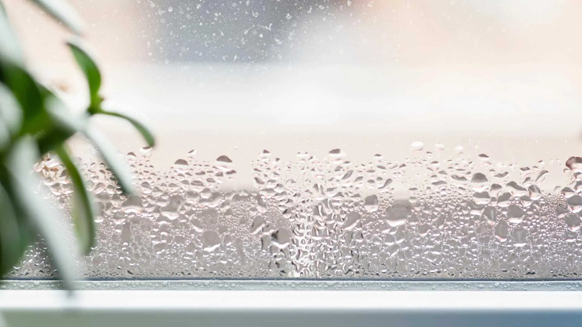 a group of ants on a window
