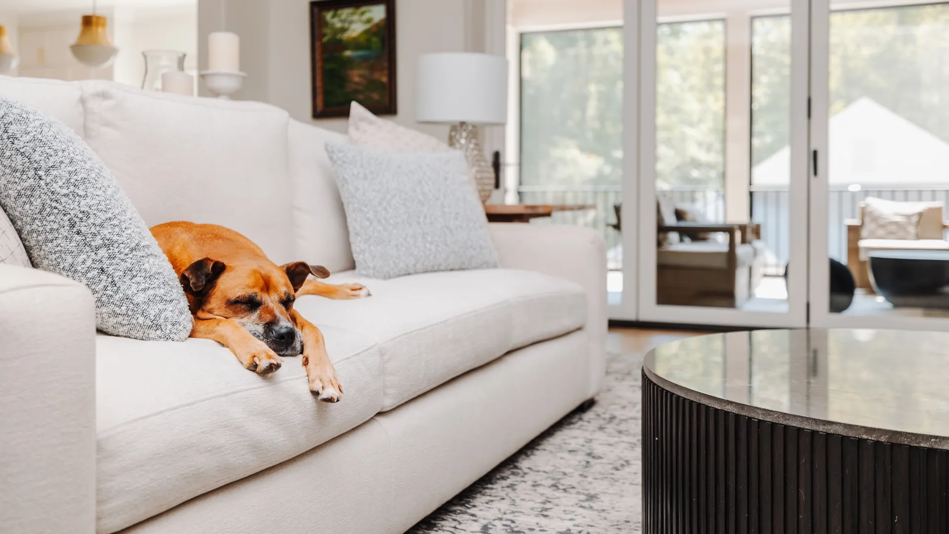 a dog lying on a couch