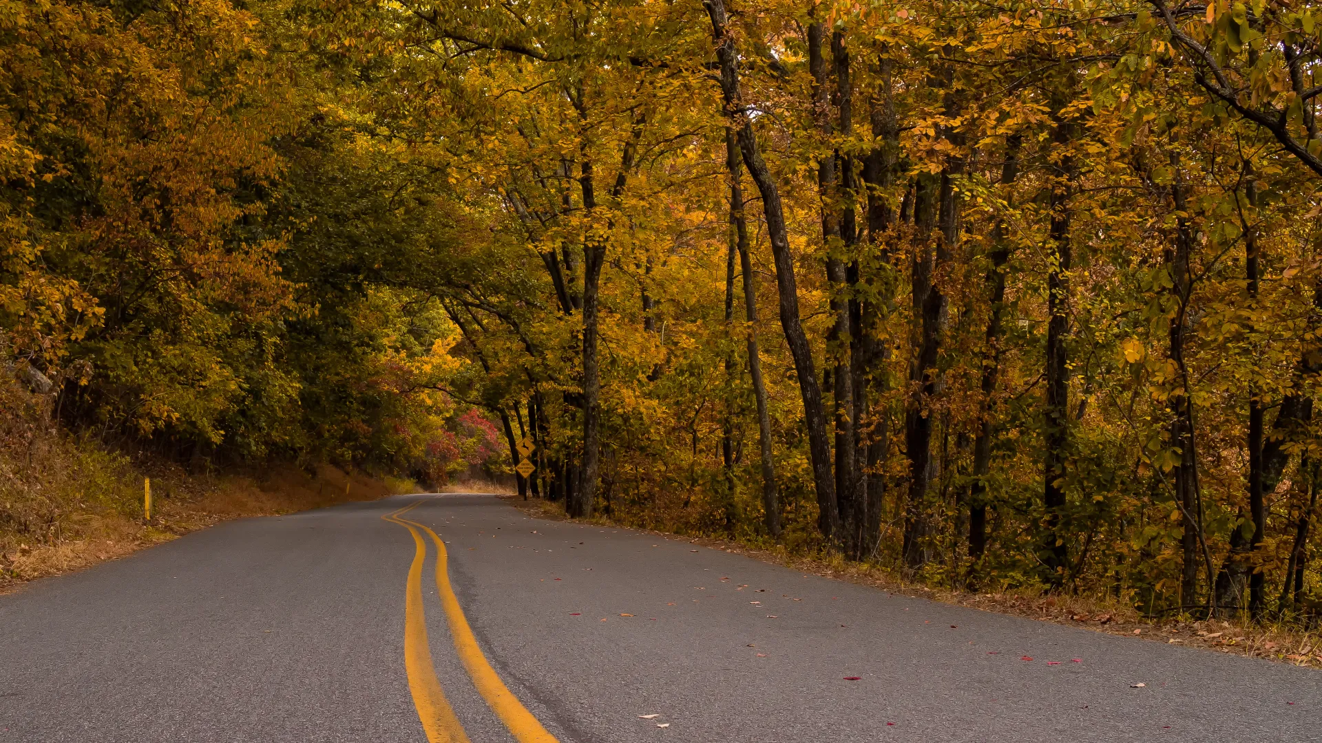 Curved road surrounded by trees with yellow autumn leaves creating a scenic fall landscape.