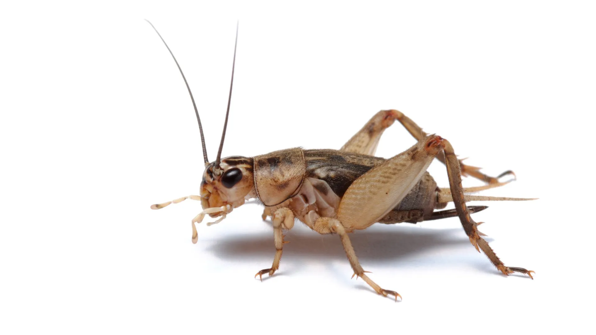 Close-up of a brown cricket insect isolated on a white background showing detailed body and legs.