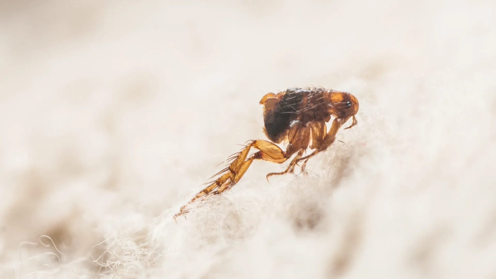 Close-up macro image of a flea on a light-colored textured surface showing detailed legs and body.