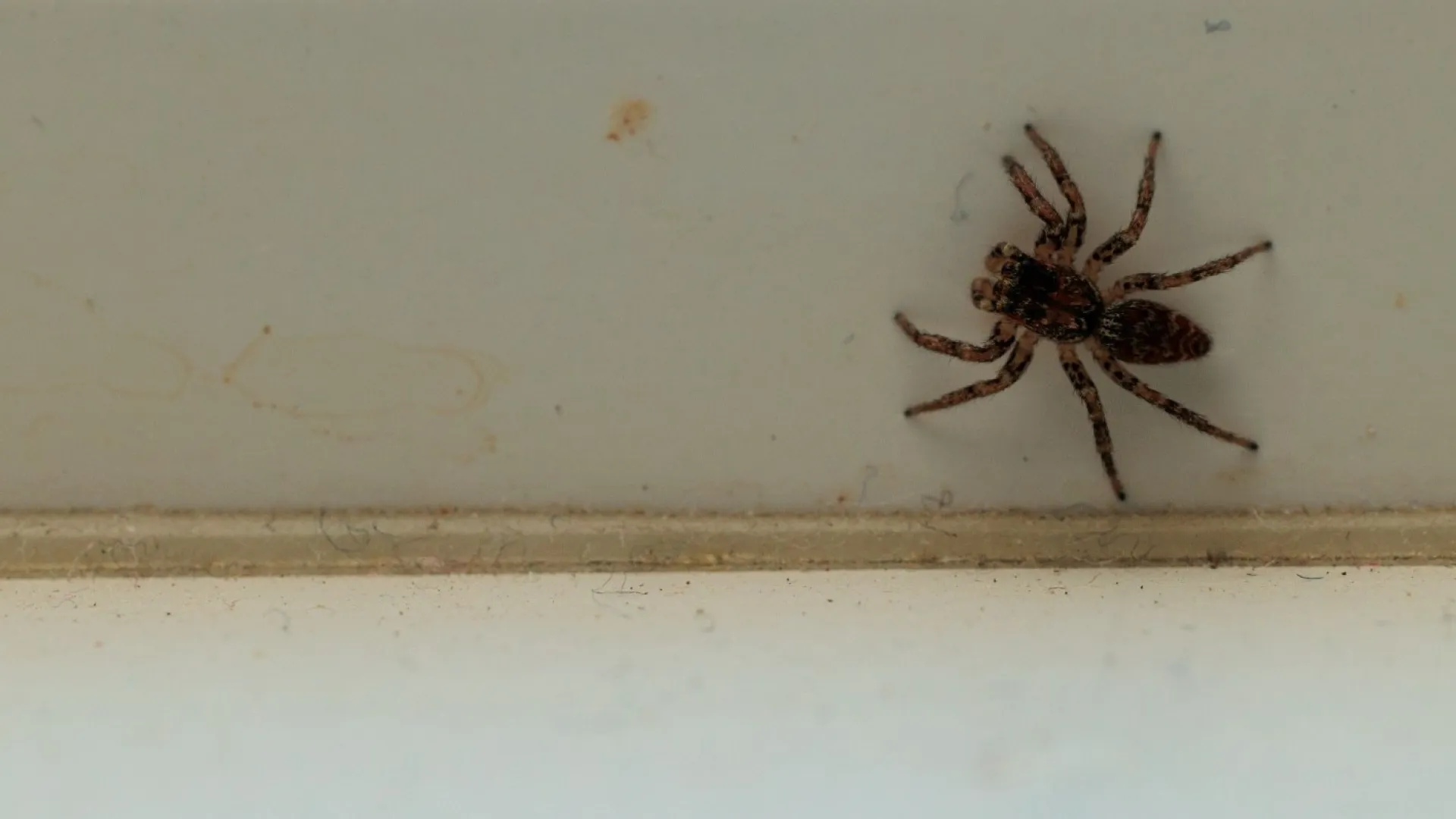 Small dark spider on a white window ledge with blurred autumn background, close-up macro shot.