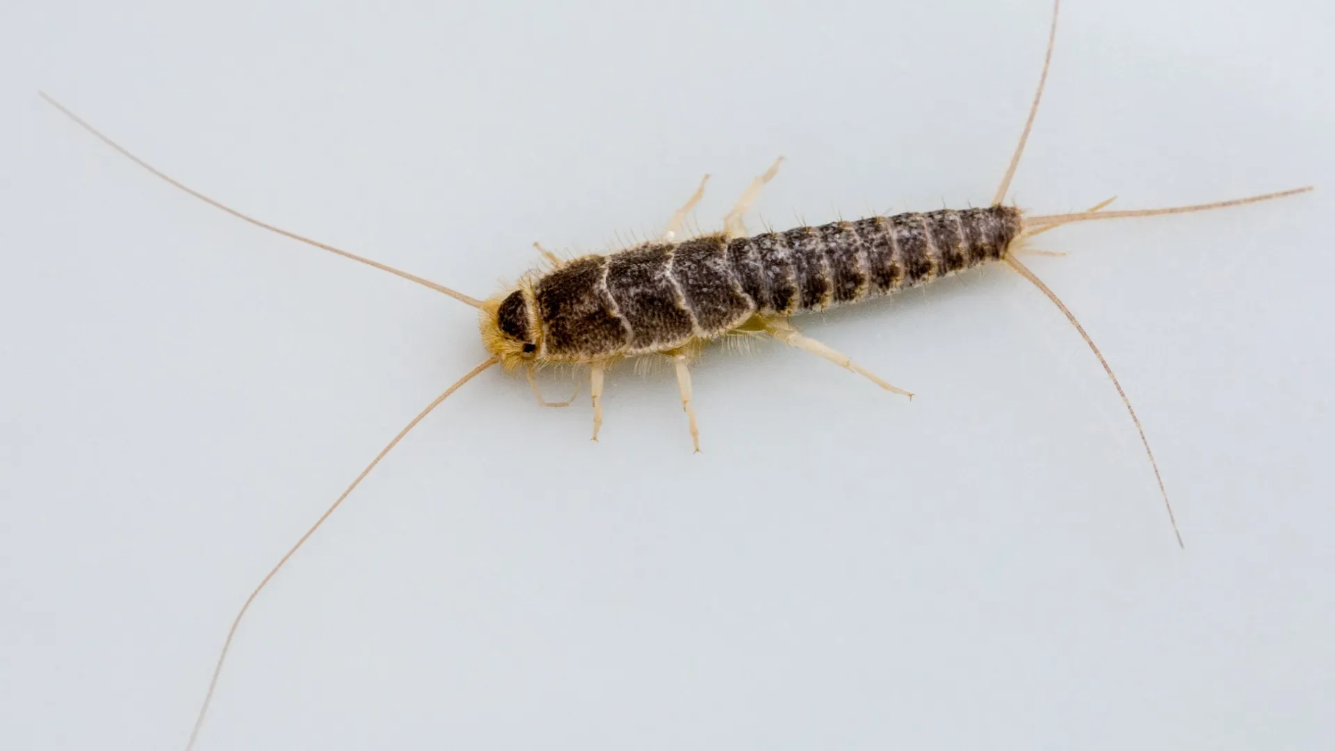Four silverfish insects on a sheet of graph paper with the edge of an open book visible above.