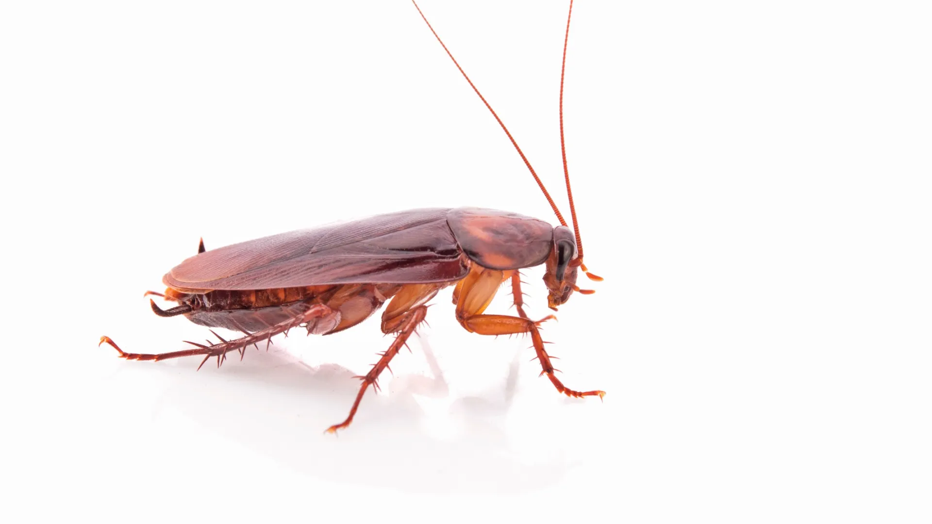 Close-up of a brown cockroach with long antennae on a white background showing detailed legs and wings.