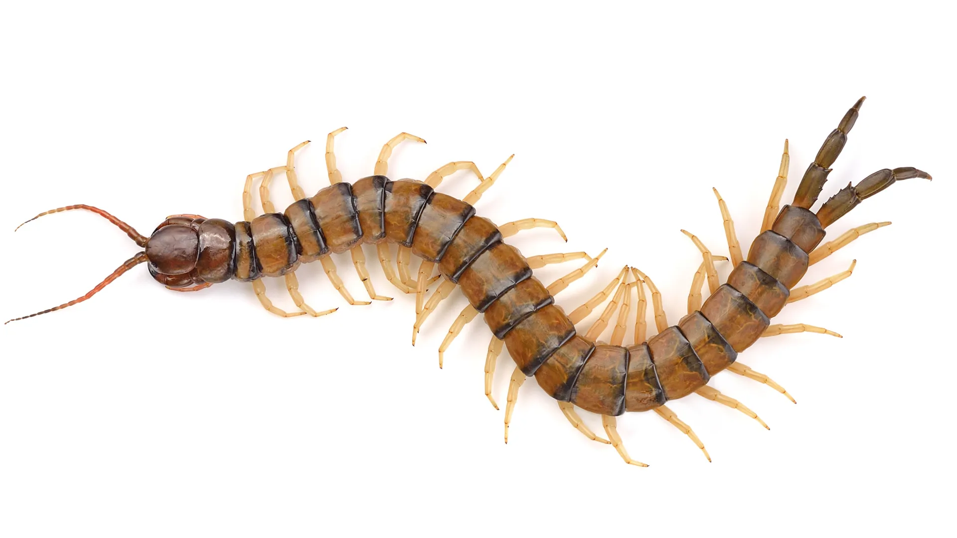 Close-up of a brown centipede with multiple legs and antennae on a white background