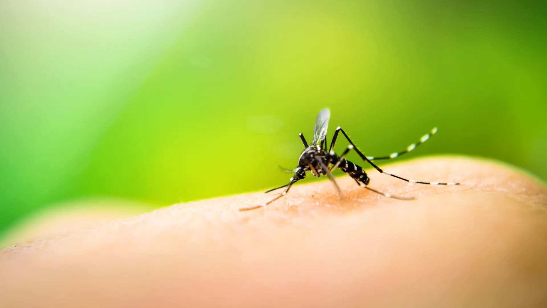 Close-up of a mosquito biting human skin with blurred green background highlighting the insect's details.