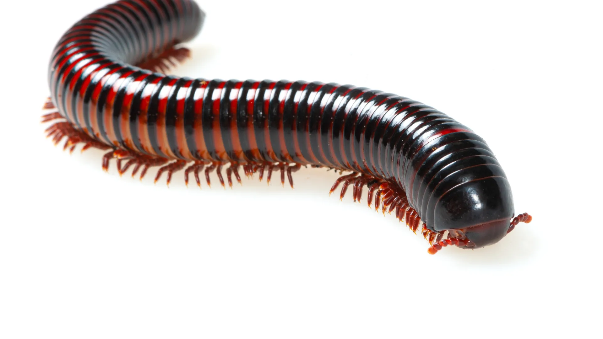 Close-up of a shiny black and red millipede with many legs on a white background.