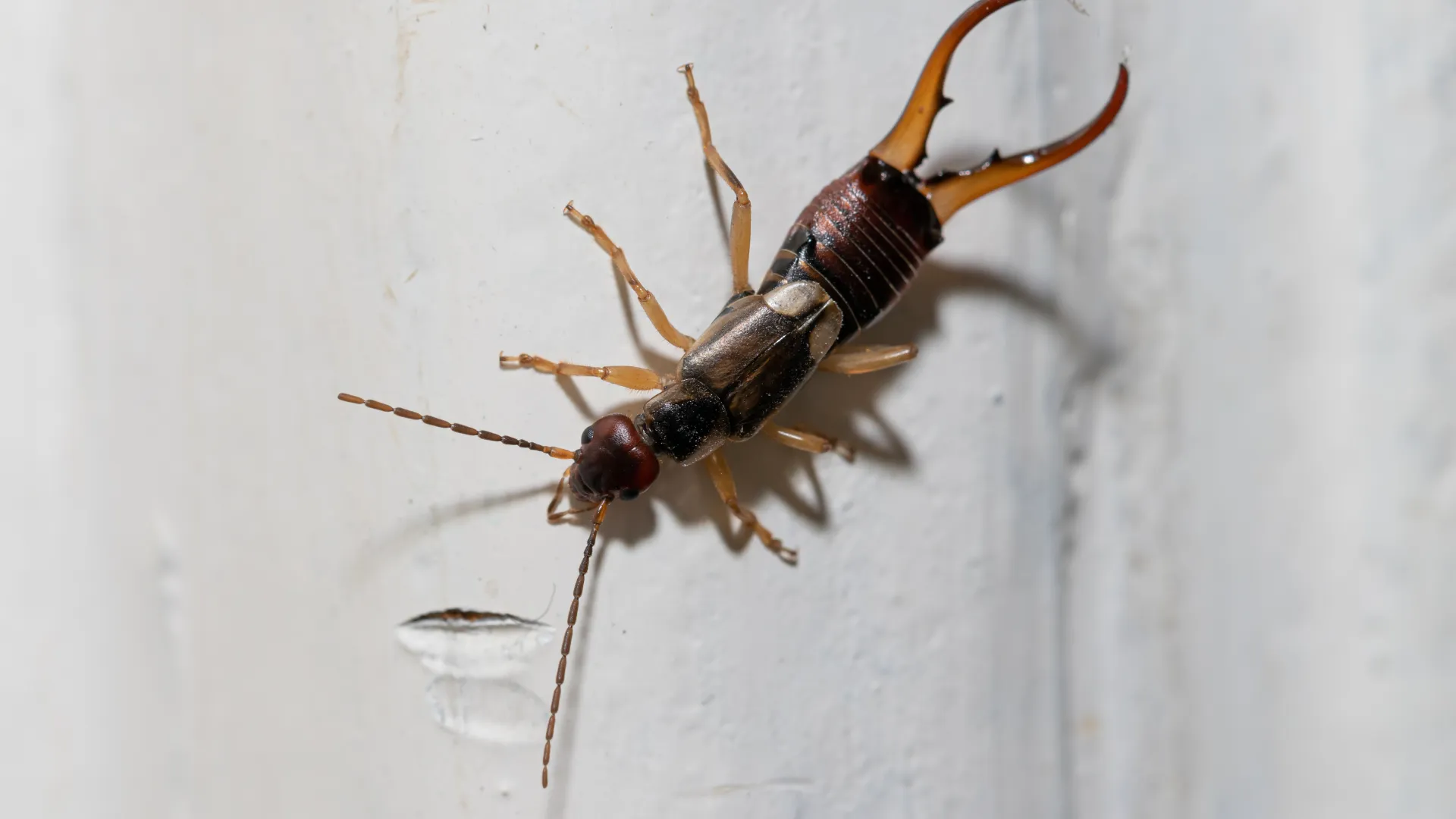 Close-up of an earwig insect on a white painted wooden surface highlighting its pincers and antennae.