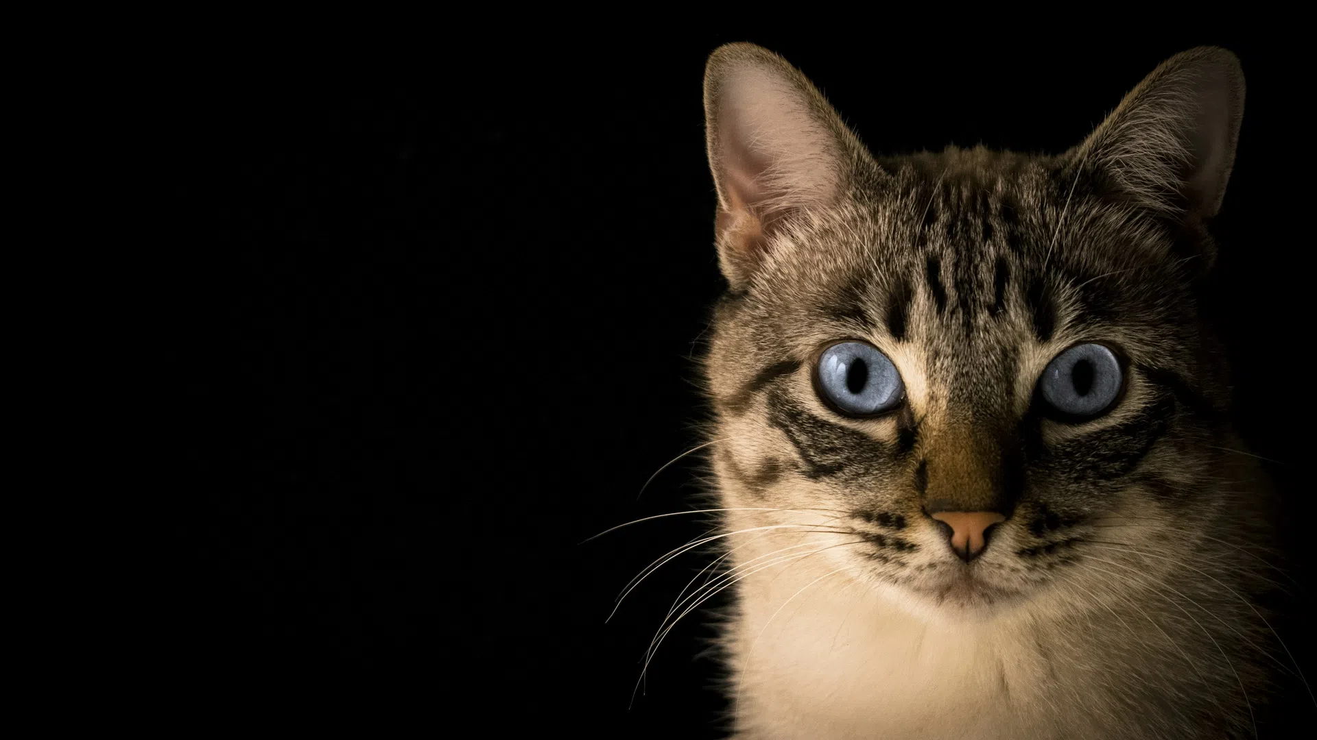 Close-up of a cat with striking blue eyes against a dark black background.