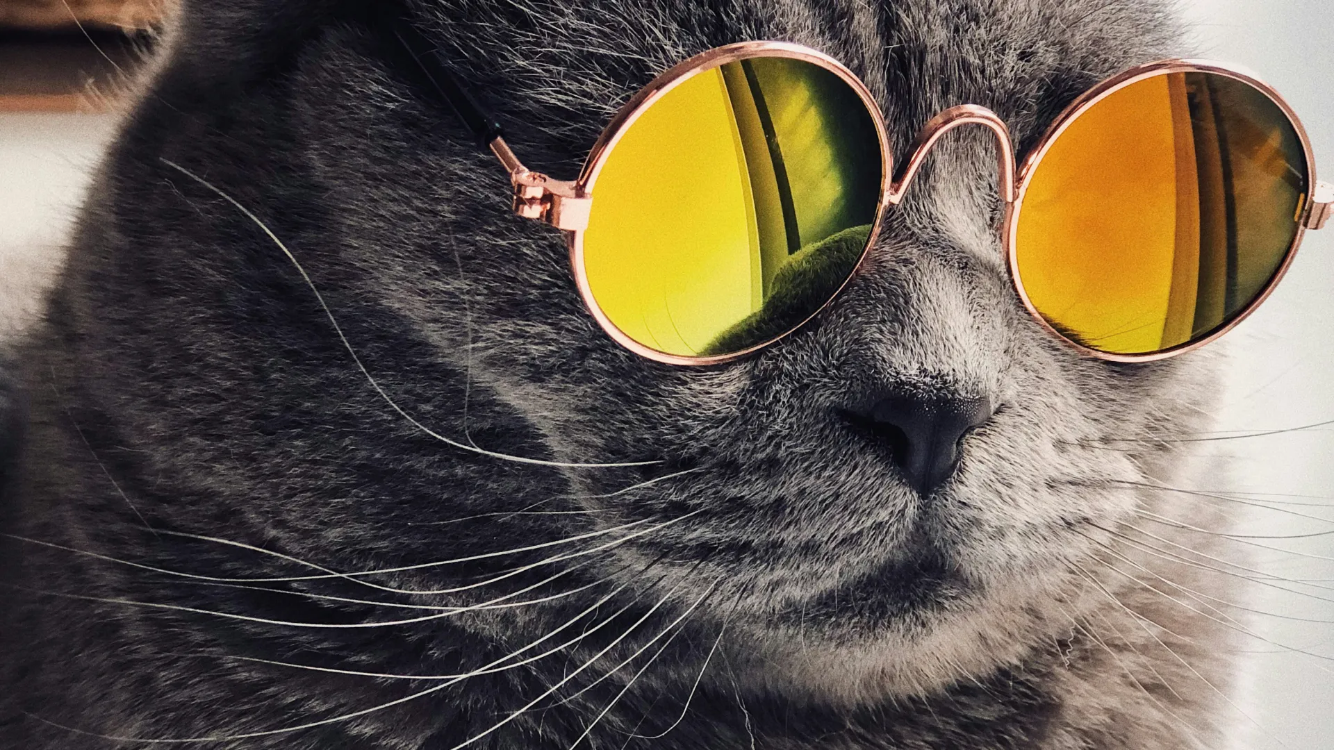 Gray cat wearing round yellow reflective sunglasses with a woven basket background close-up portrait.