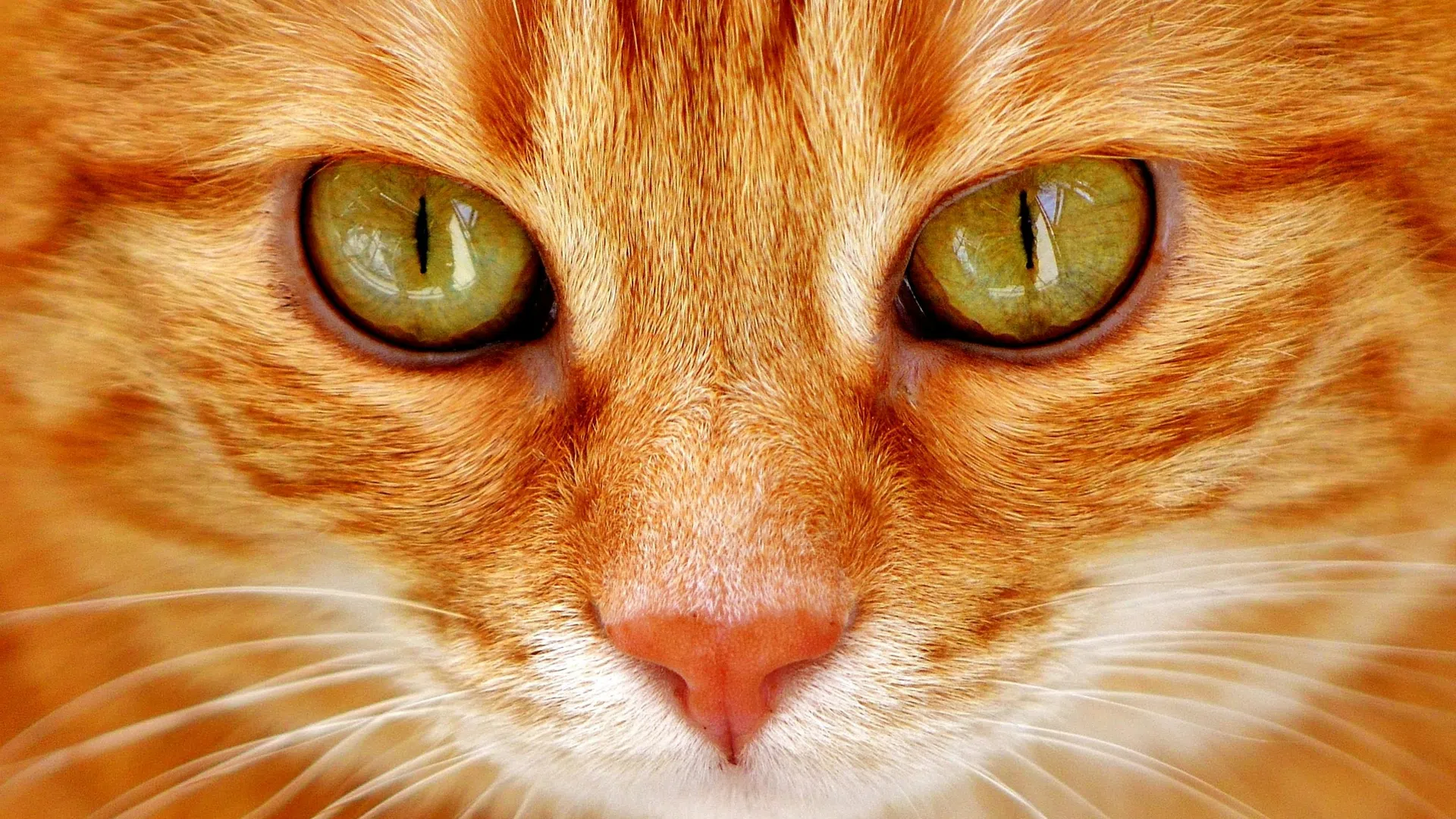 Close-up of an orange tabby cat's face with green eyes and detailed fur texture.