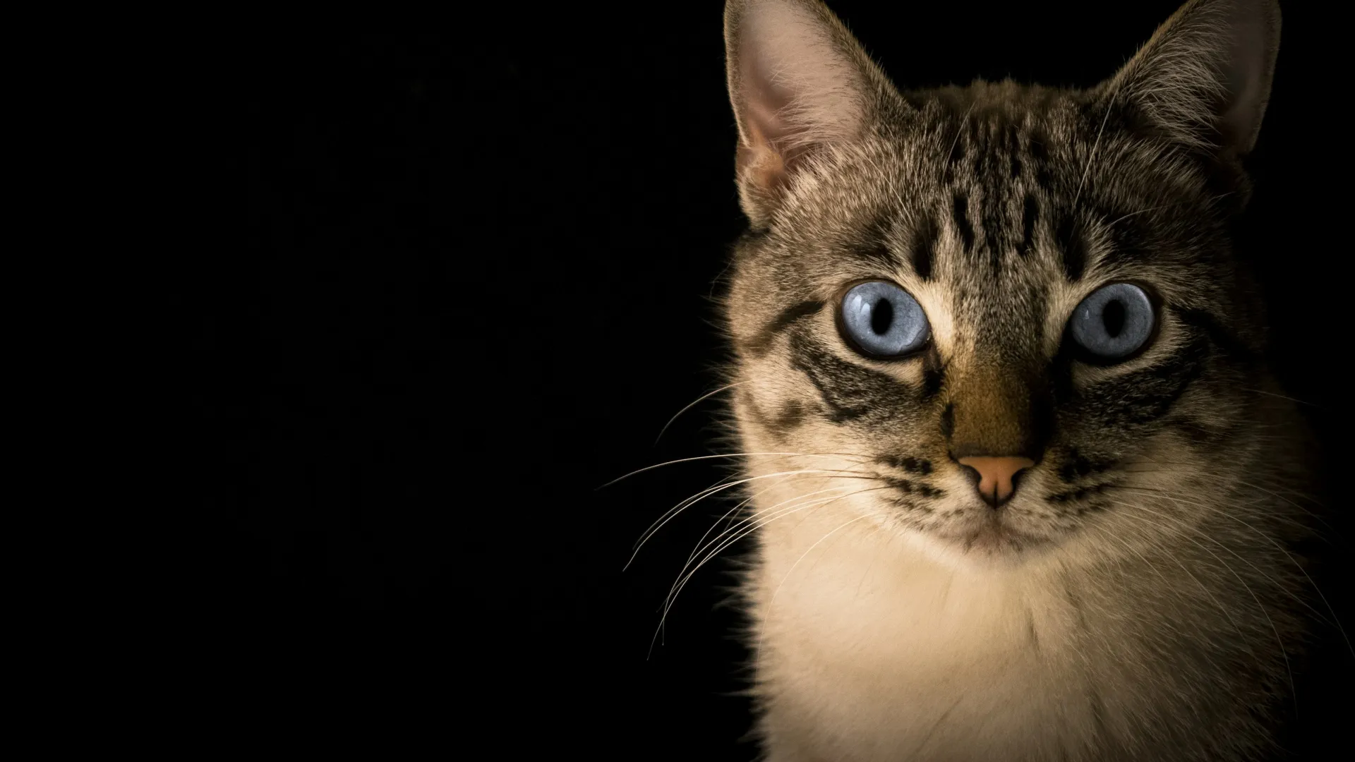 Close-up of a cat with striking blue eyes and striped fur against a black background