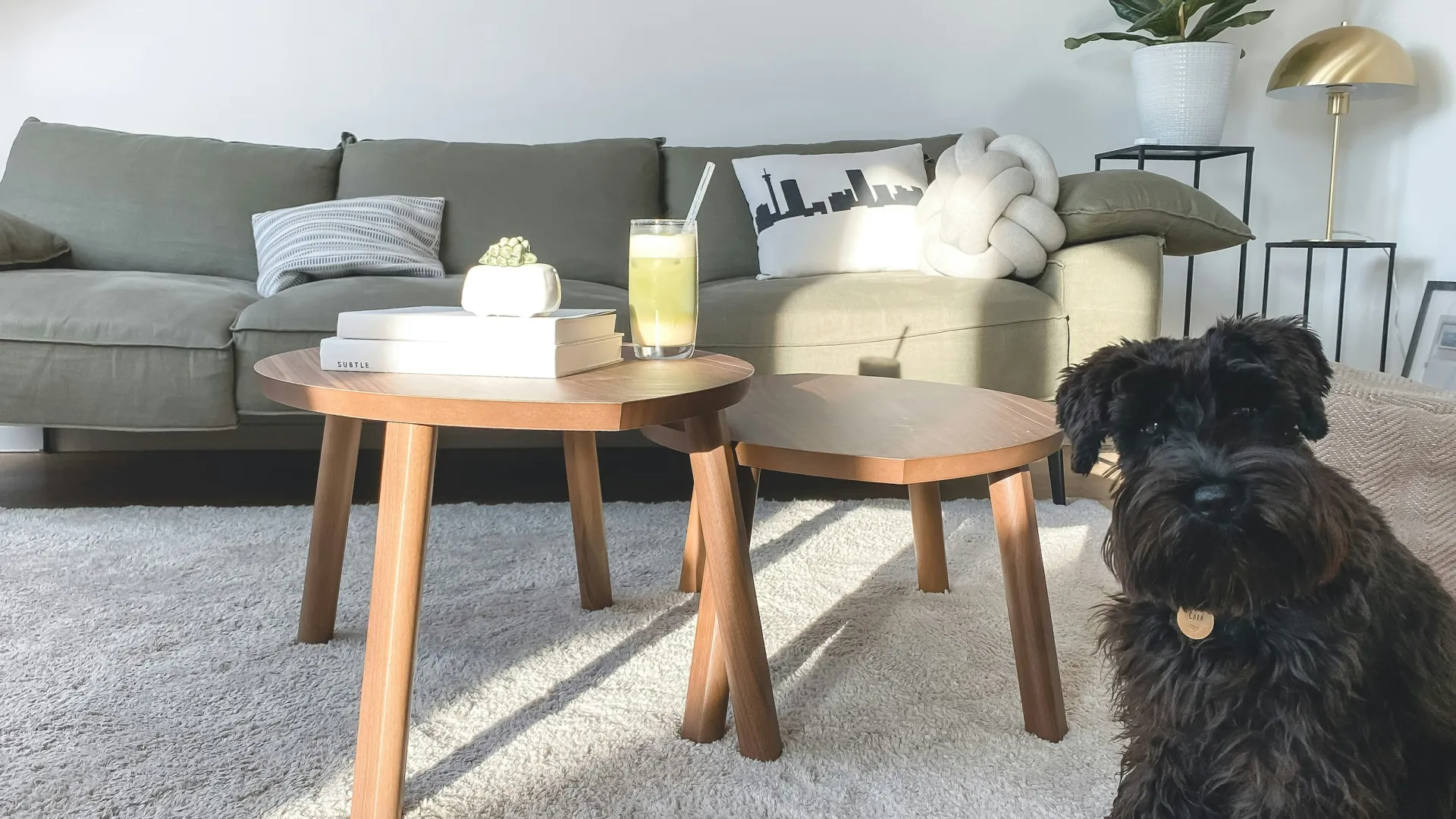 Cozy living room with wooden coffee tables, gray sofa, indoor plant, and a black dog sitting on carpet.
