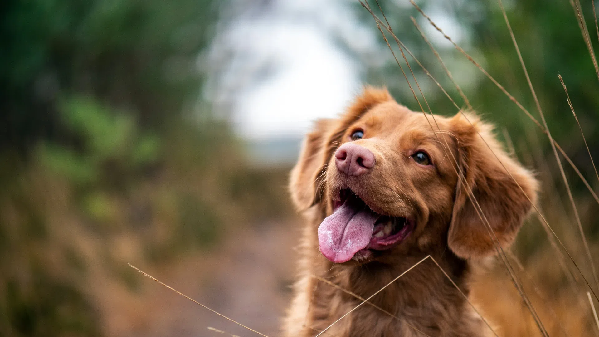 Happy brown dog with tongue out sitting on a blurred outdoor path surrounded by tall grass.
