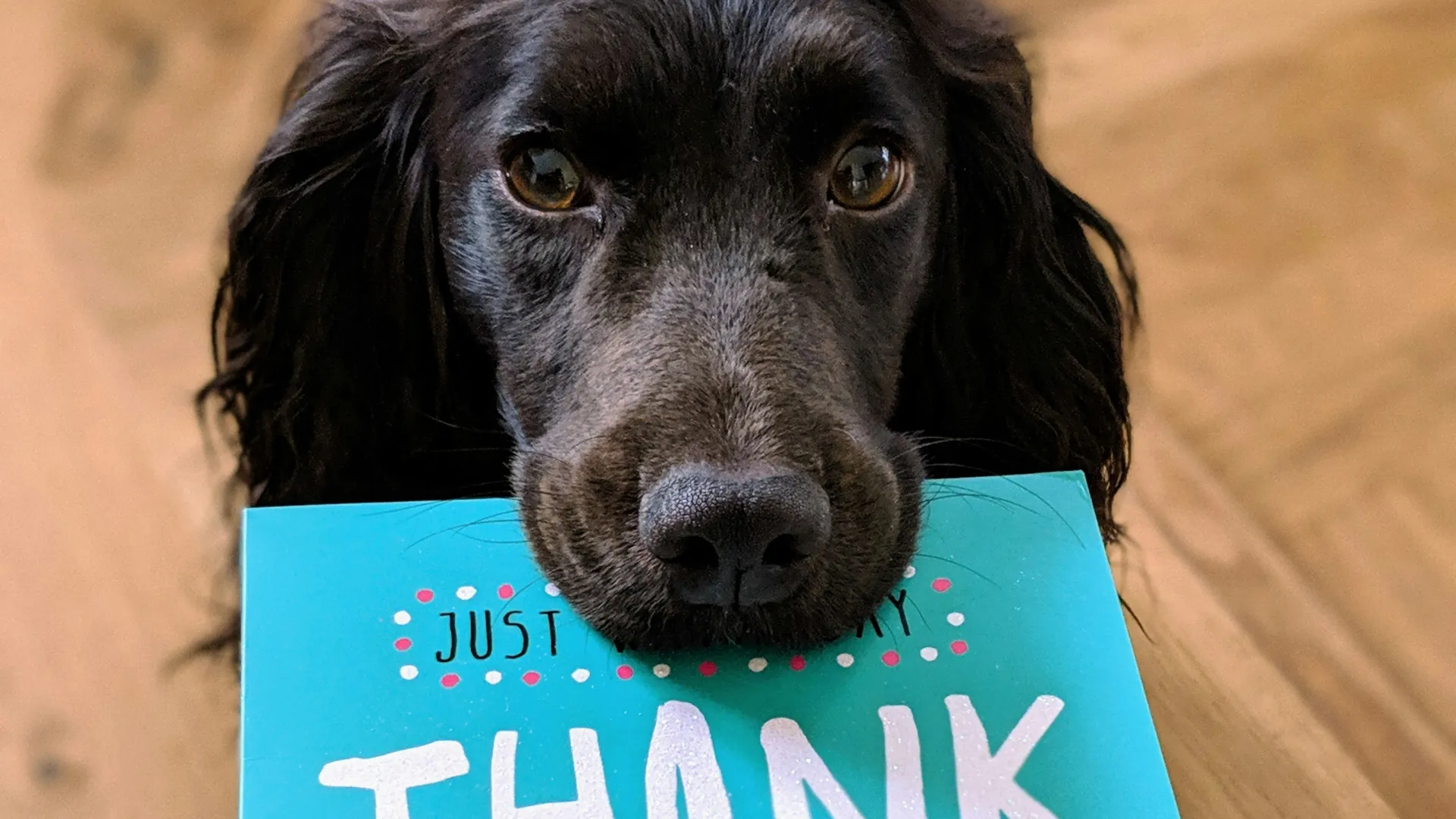 Black dog holding a blue thank you card with white and pink text on wooden floor.
