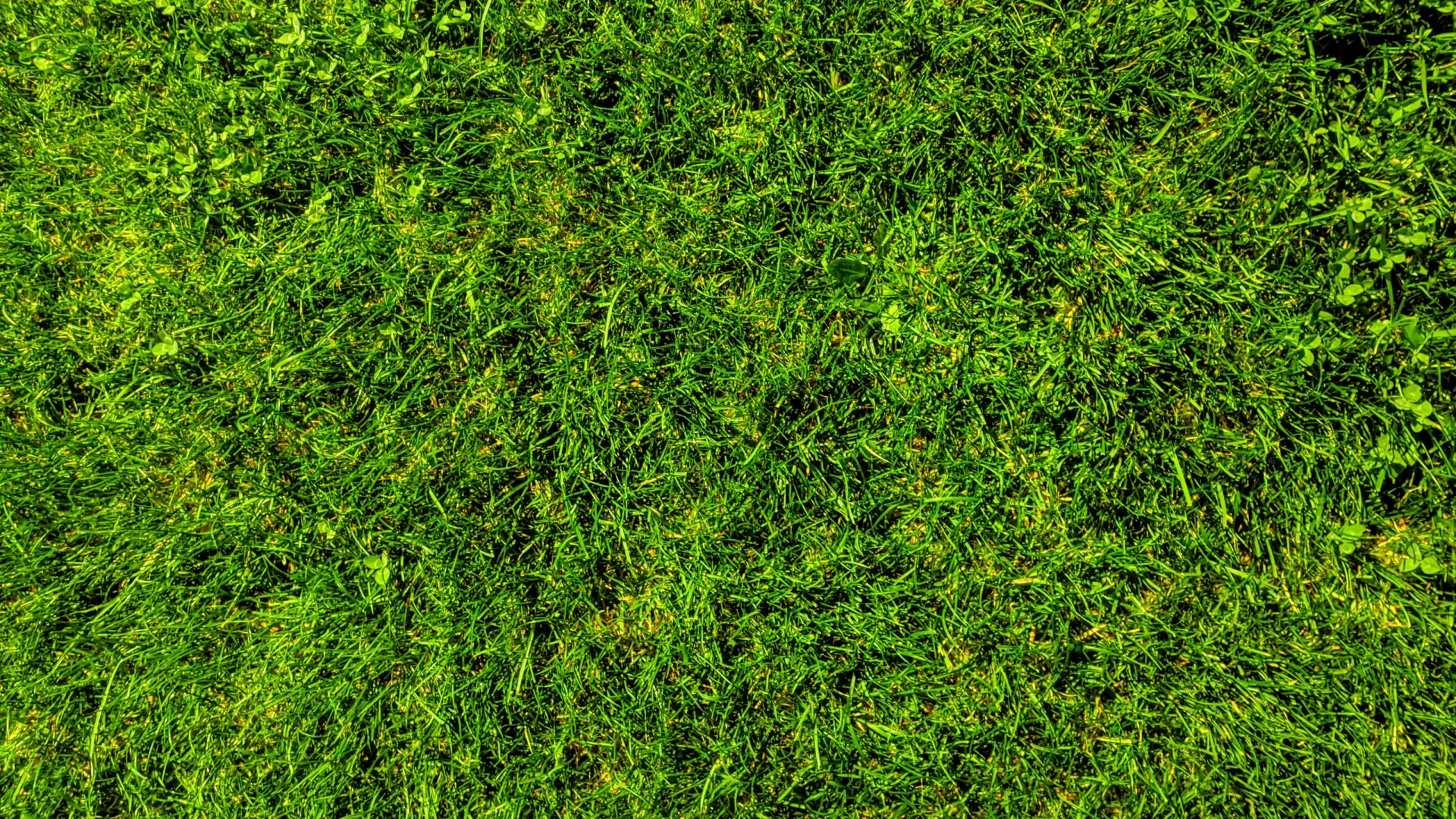 a field of green grass