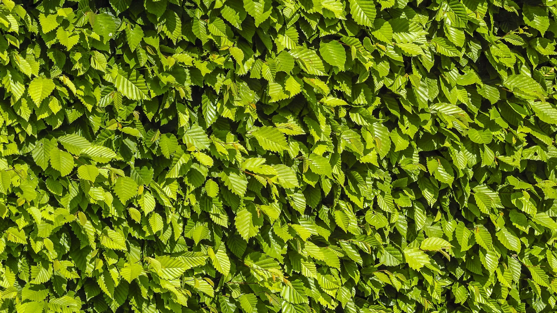 a group of green leaves