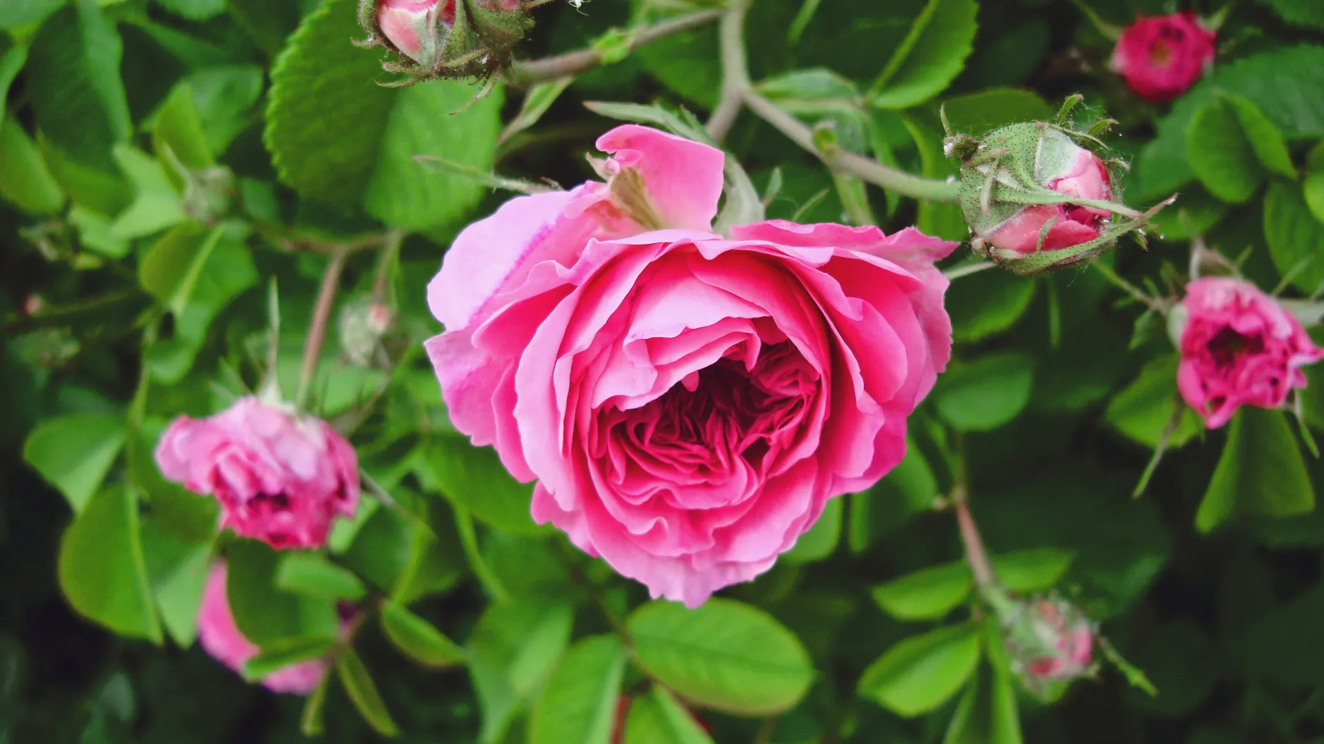 a pink rose on a bush