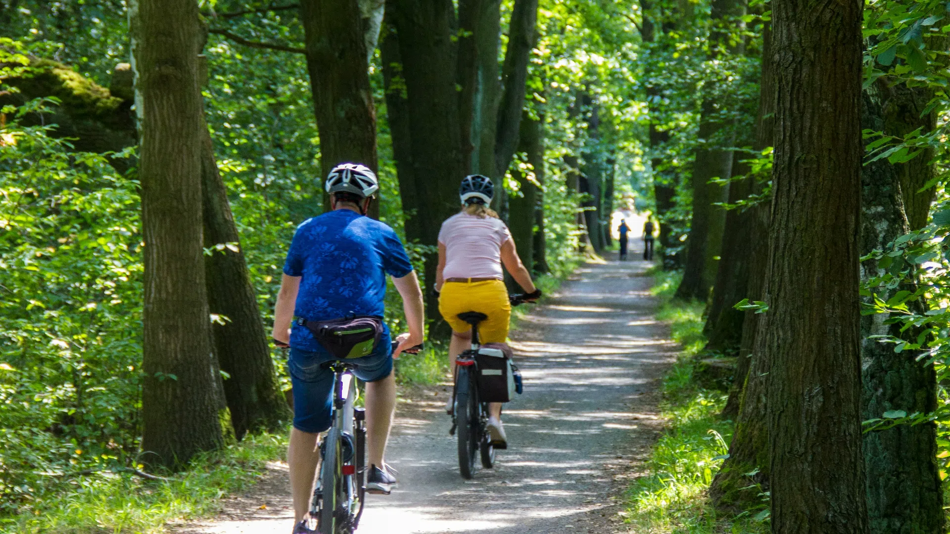 Two cyclists ride on a shaded forest trail surrounded by tall green trees on a sunny day.