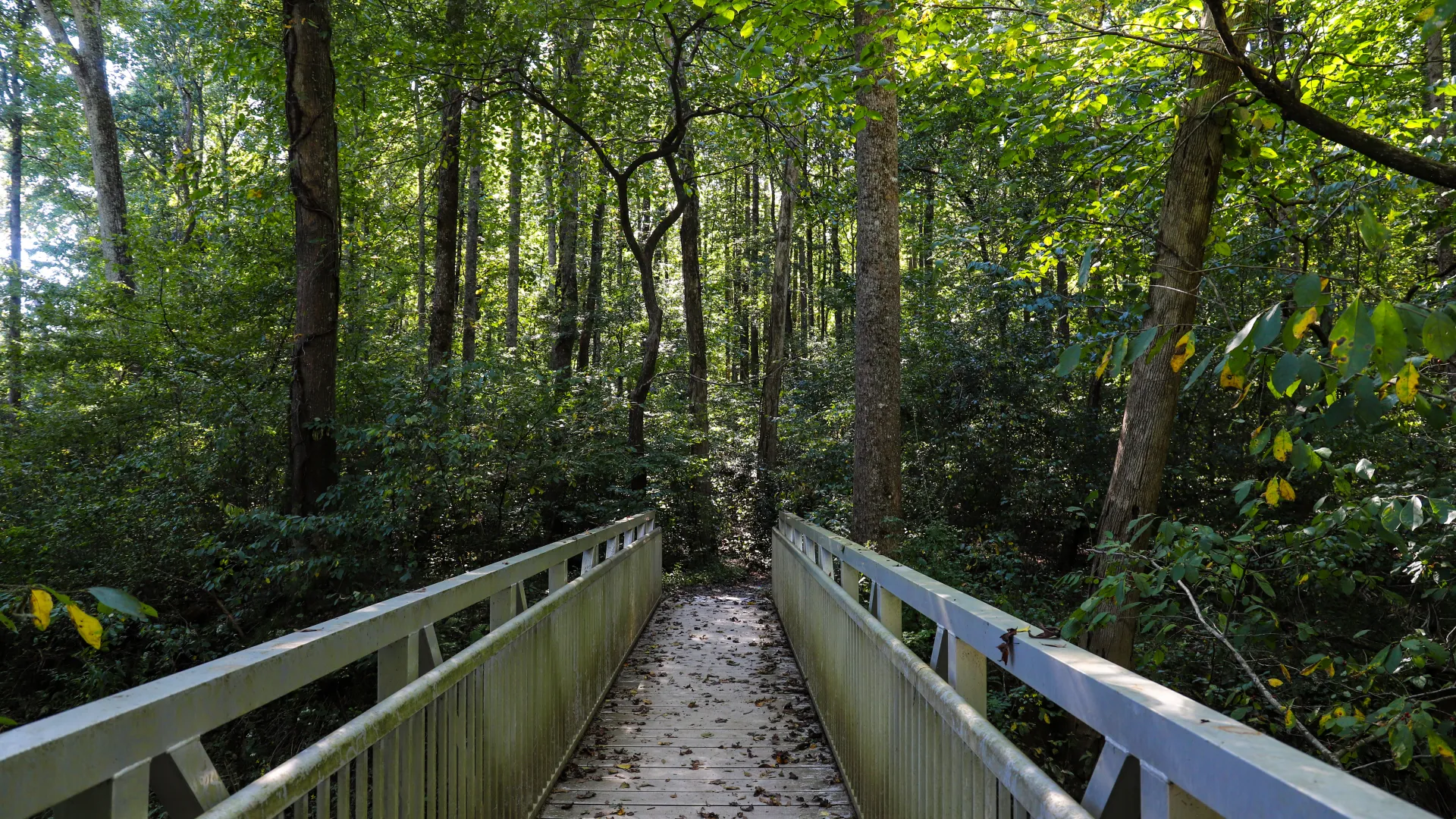 Metal footbridge covered with leaves leading into a dense, green forest under dappled sunlight.