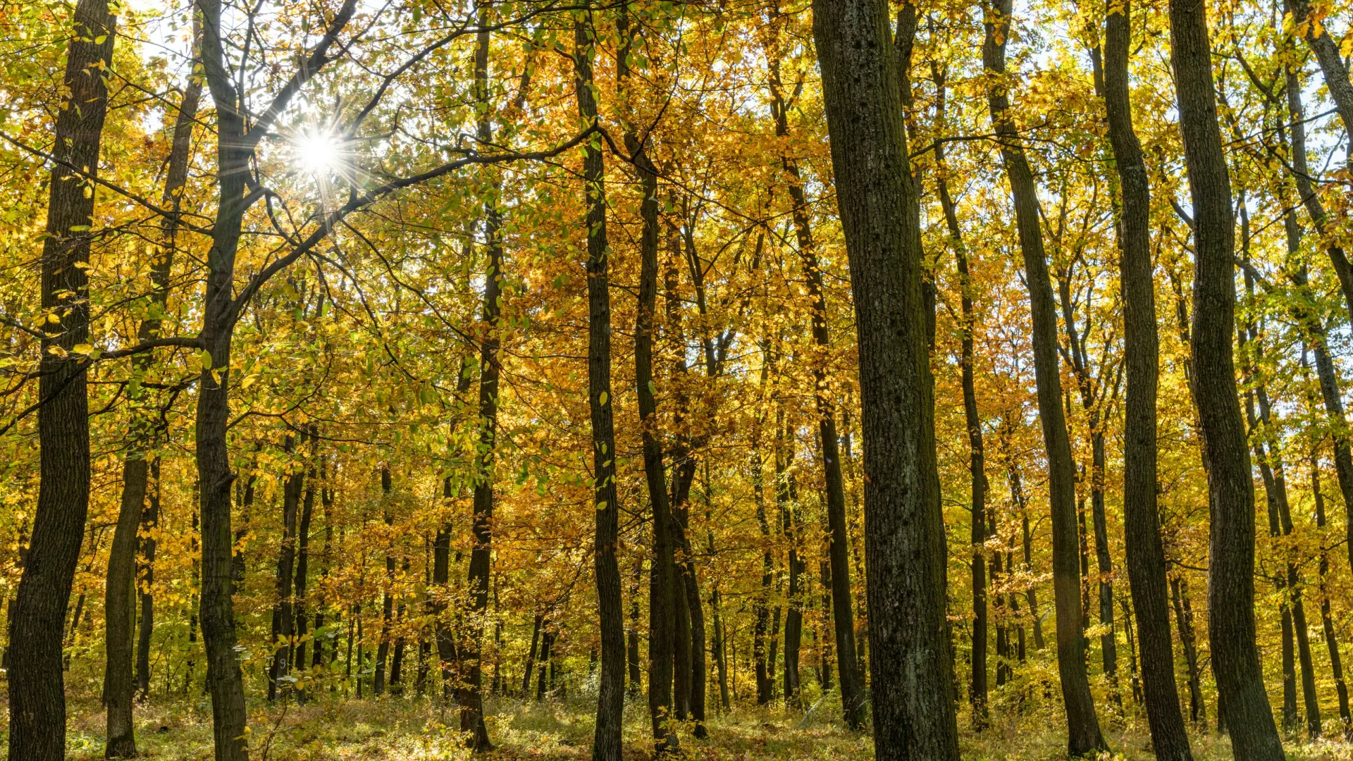 a forest of trees