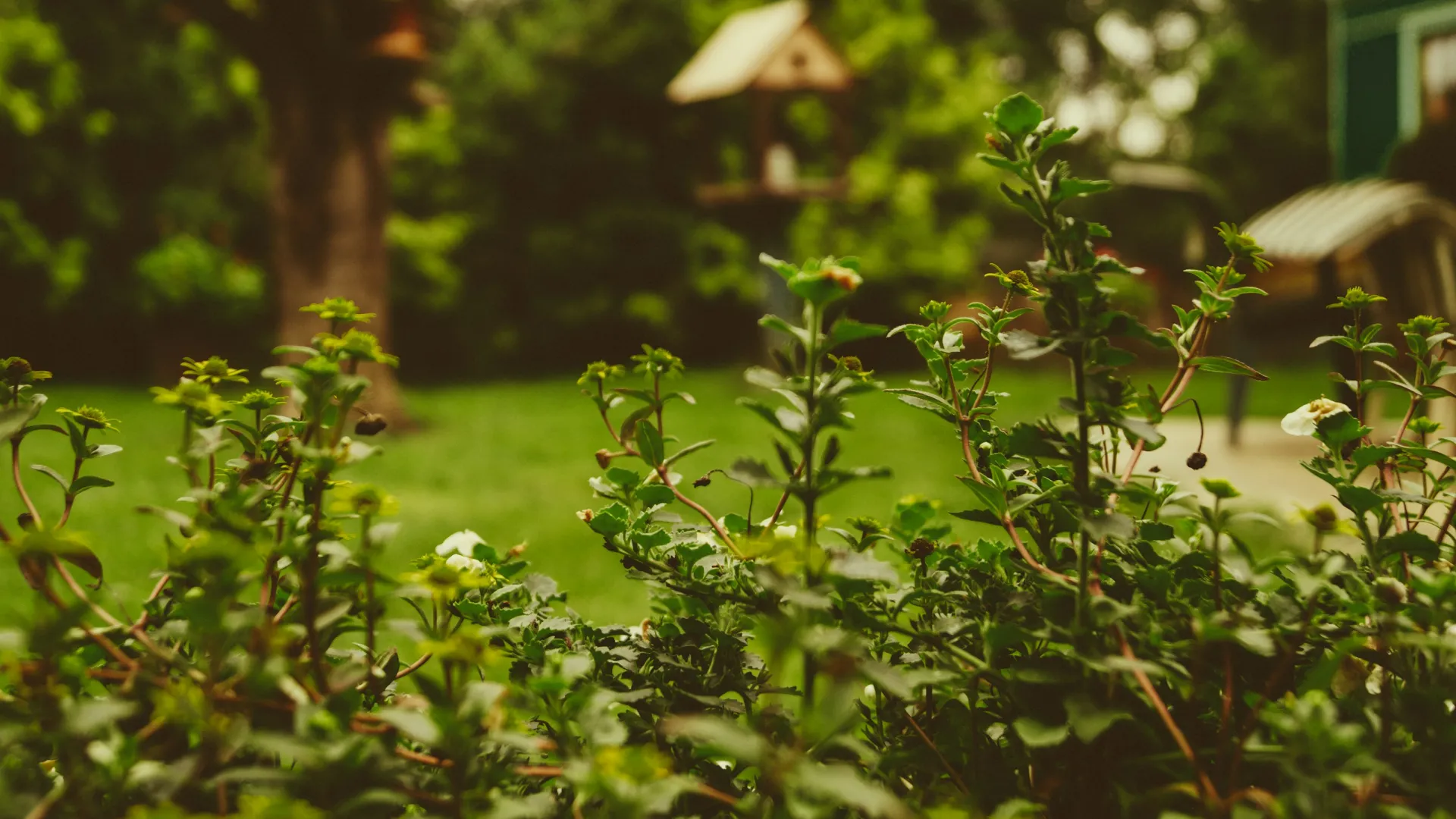 a close-up of some plants