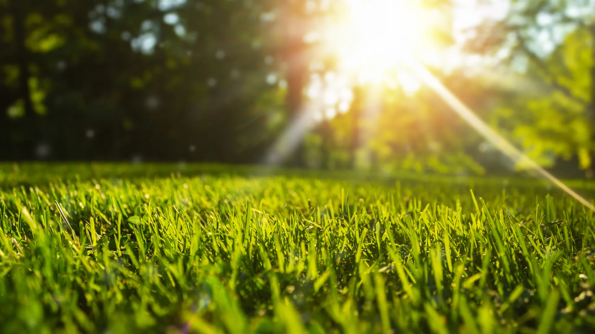 a grassy area with trees in the background
