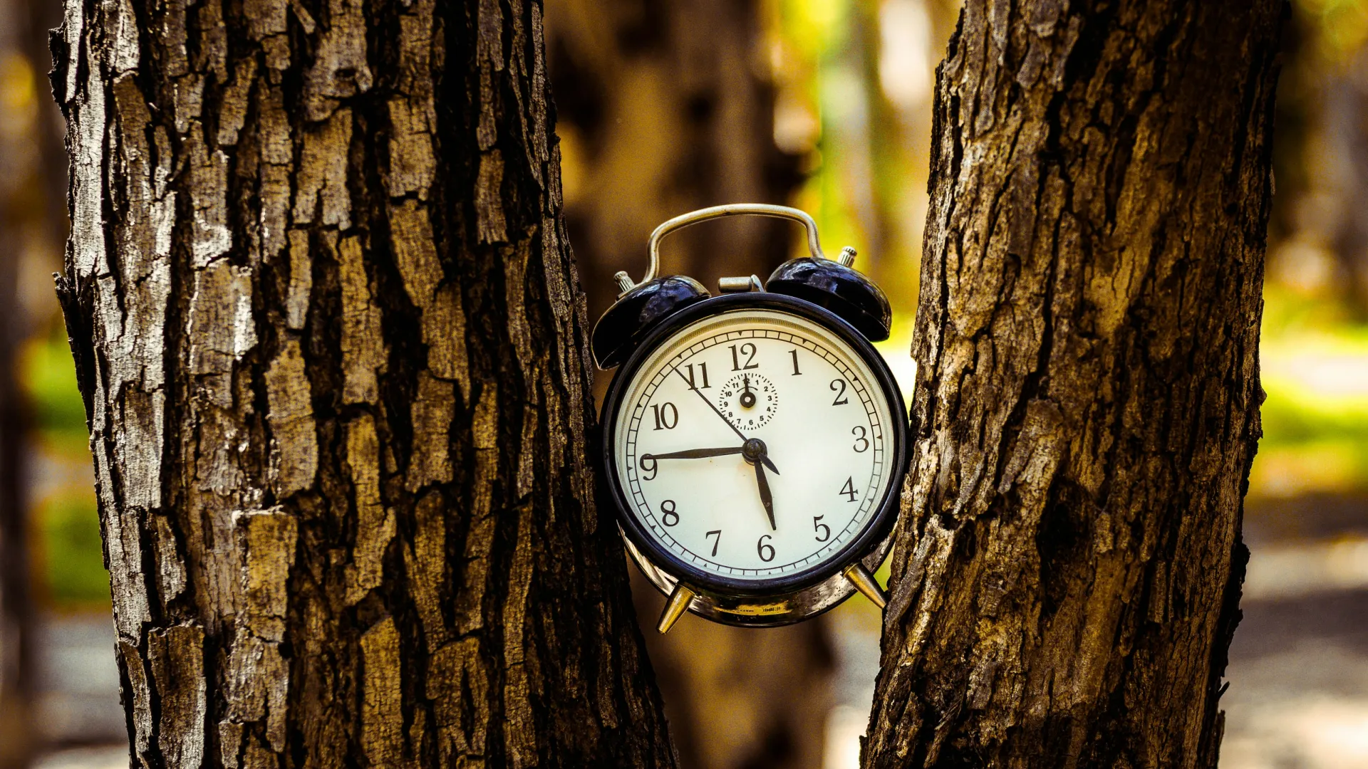 Black vintage alarm clock showing 5:46 wedged between two tree trunks in a forest.