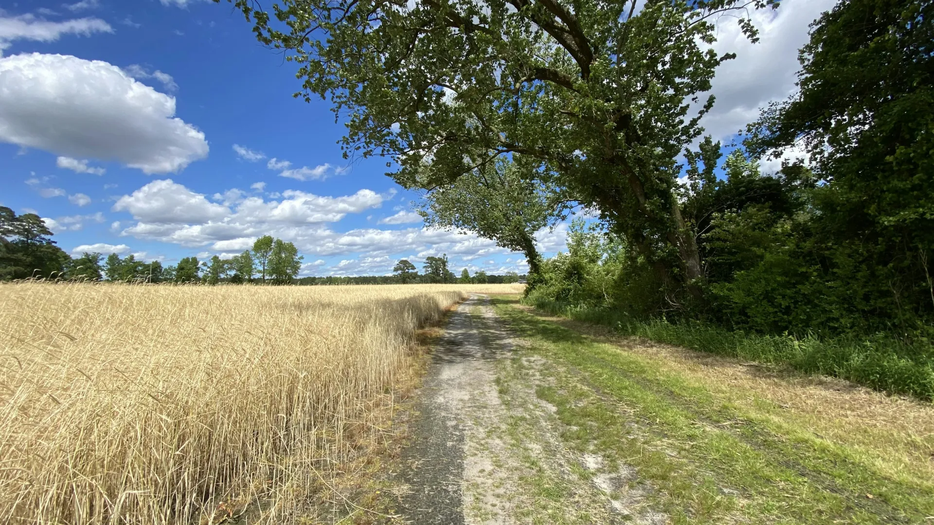 Dirt path beside golden wheat field and large tree under a bright blue sky with scattered white clouds