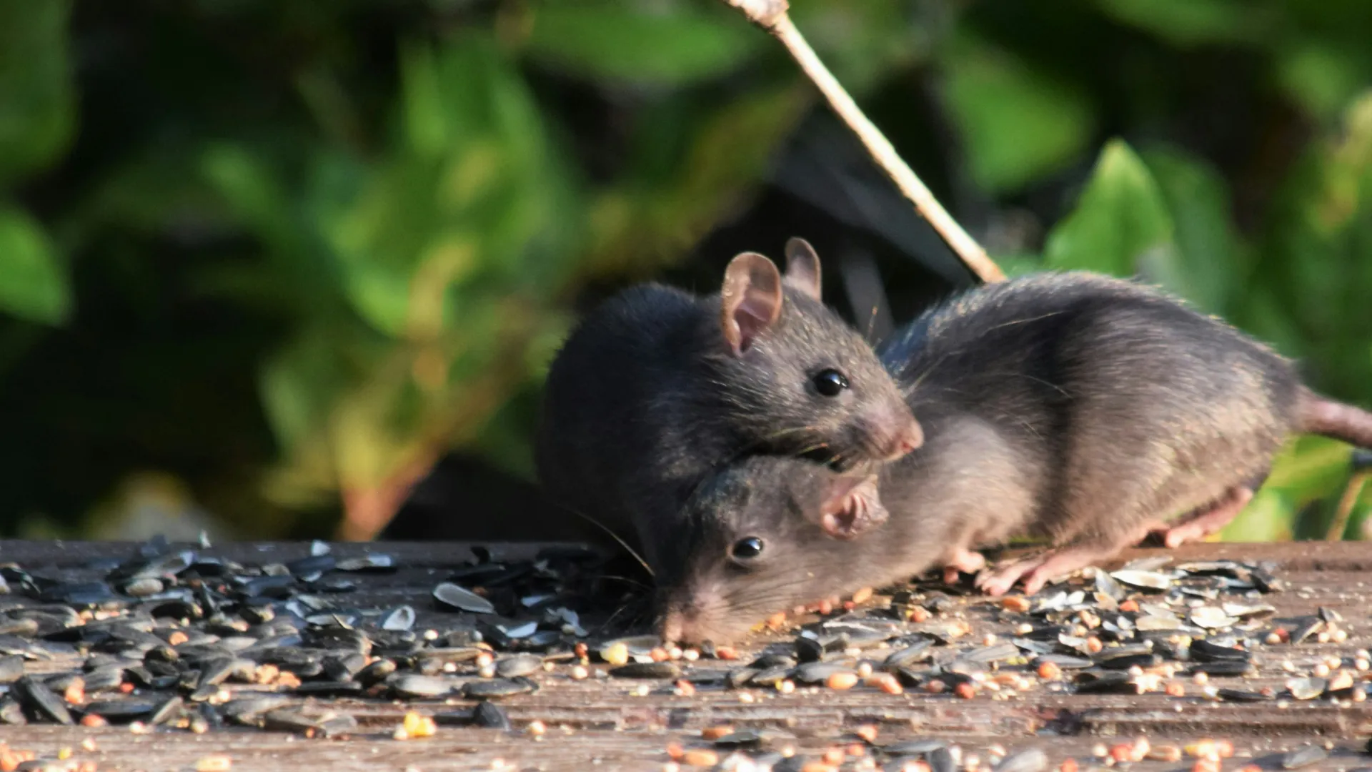 a couple of rodents on a wood surface